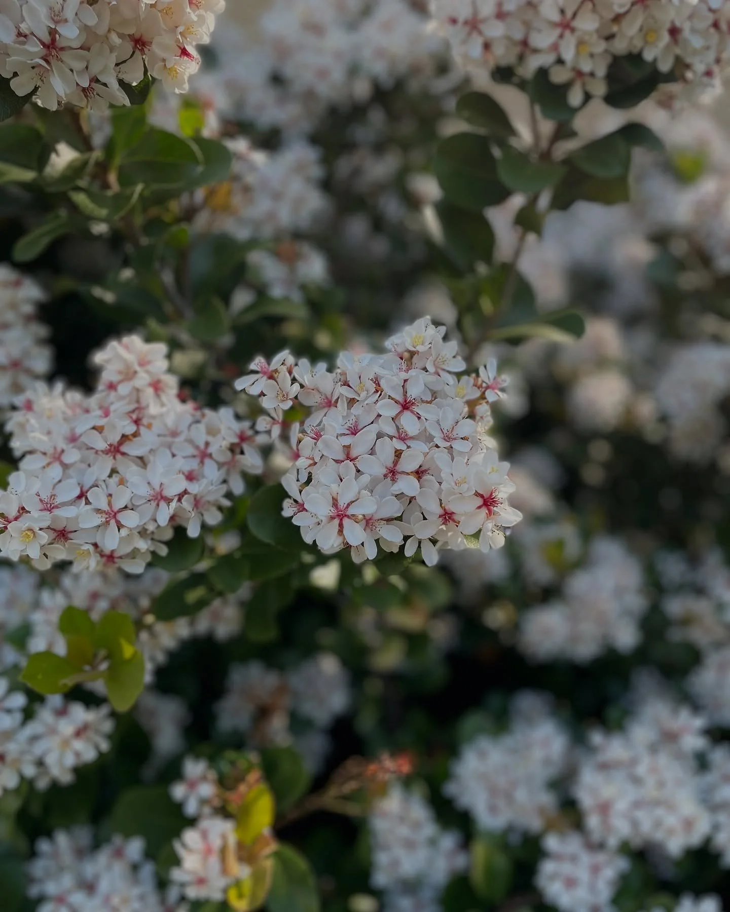 Indian hawthorns 🌸