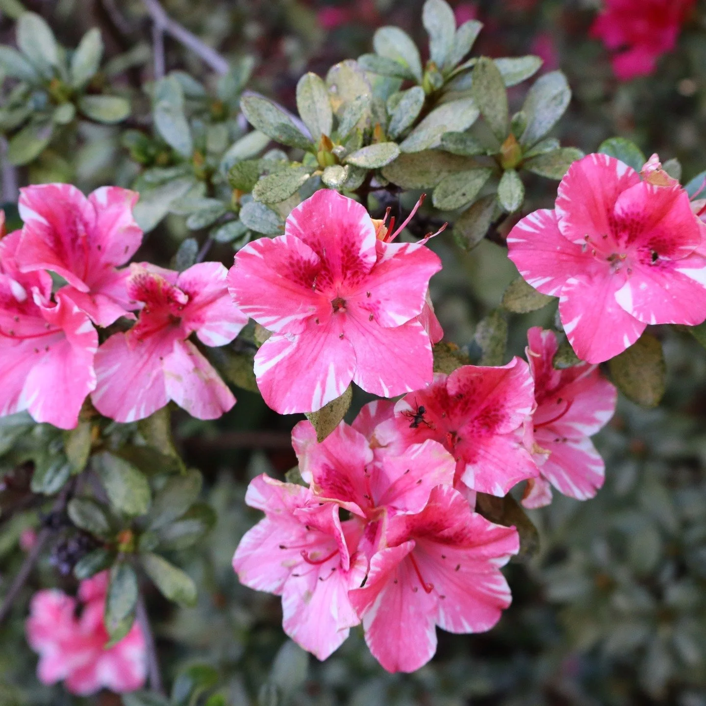 Some floral shots from yesterday, taken in the Great Court South and Tropical Grove at the UWA campus.
🌸🌺
#universityofwesternaustralia #uwa #photography #flowers