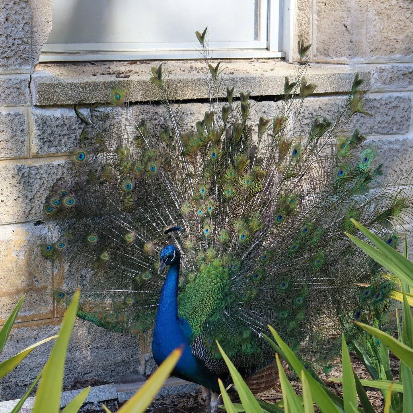 Just some colourful pictures of the peacocks at UWA. 🦚
#uwapeacocks #uwa #universityofwesternaustralia #photography