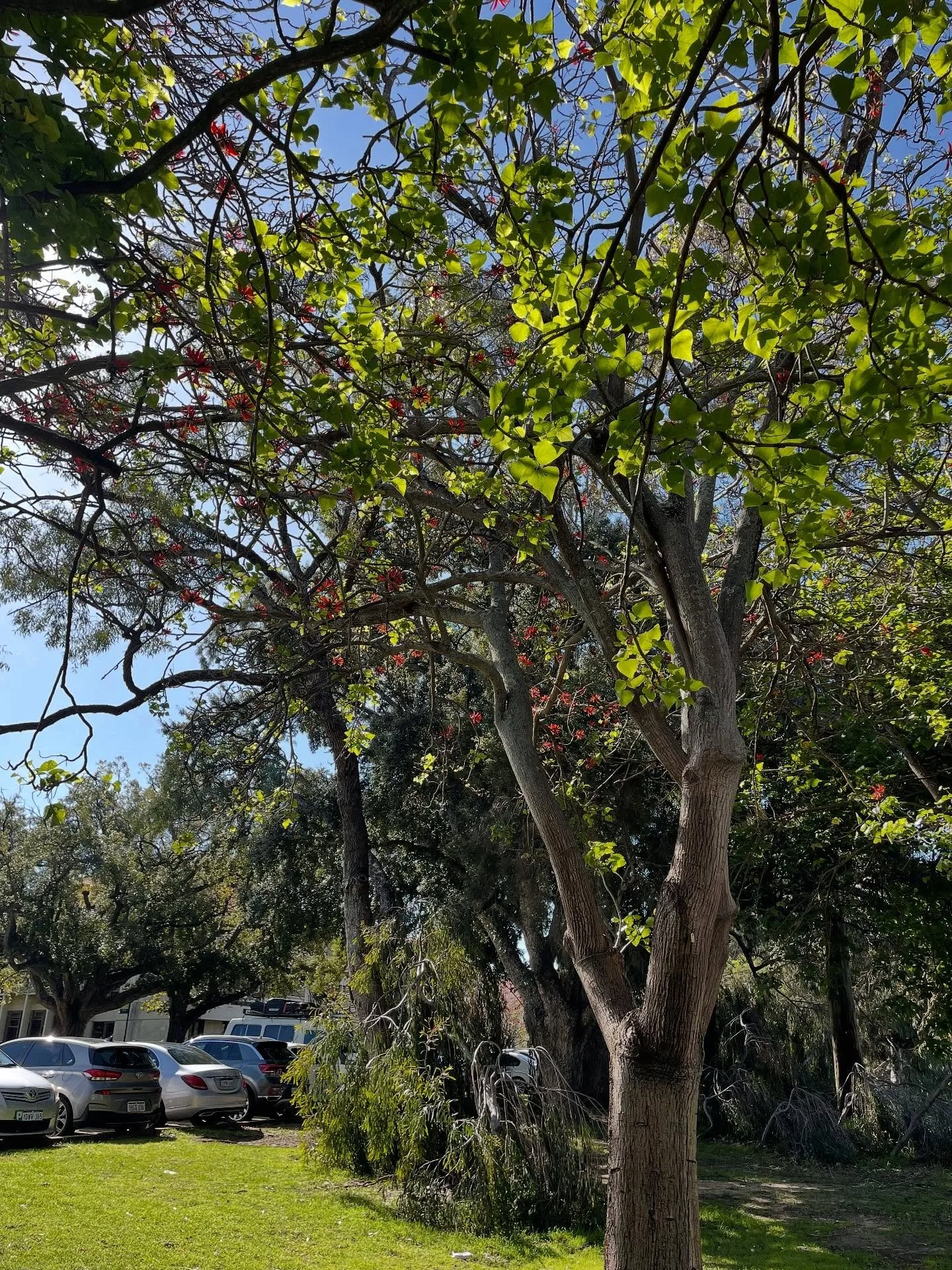 ☀️🌳
#photography #universityofwesternaustralia #nature