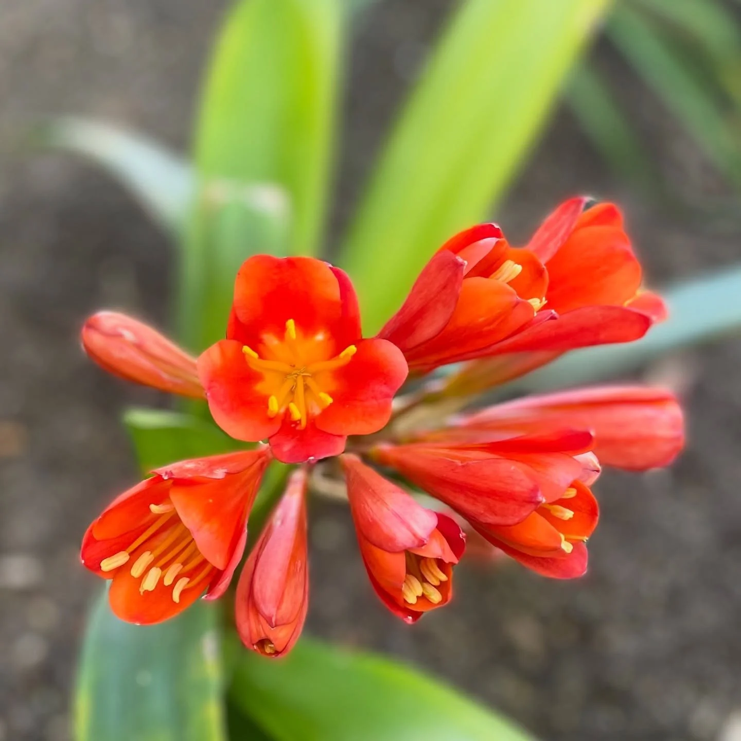 🌸🧡❤️. #photography #flowers