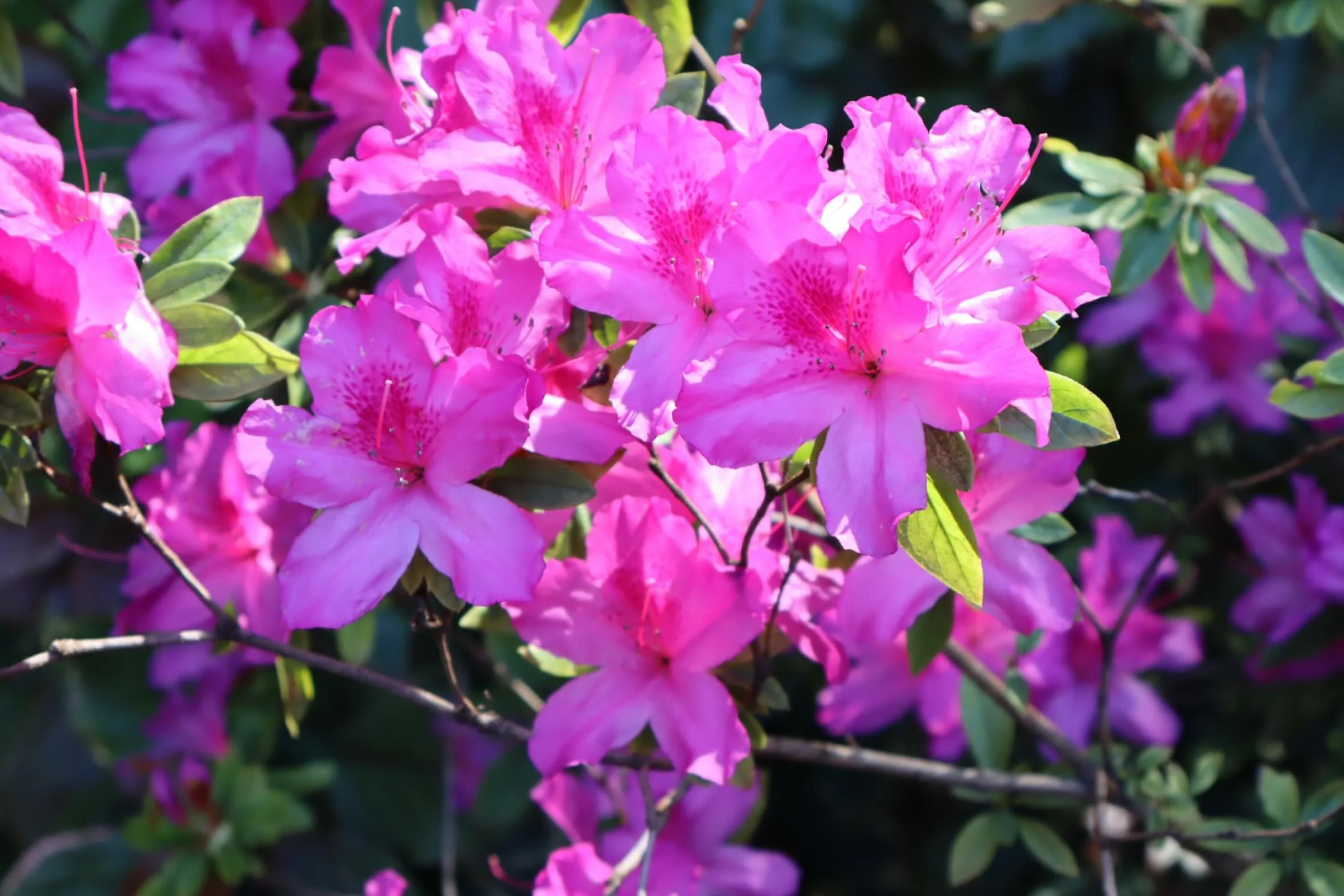☀️🌸🌺🩷🌿
#photography #flowers