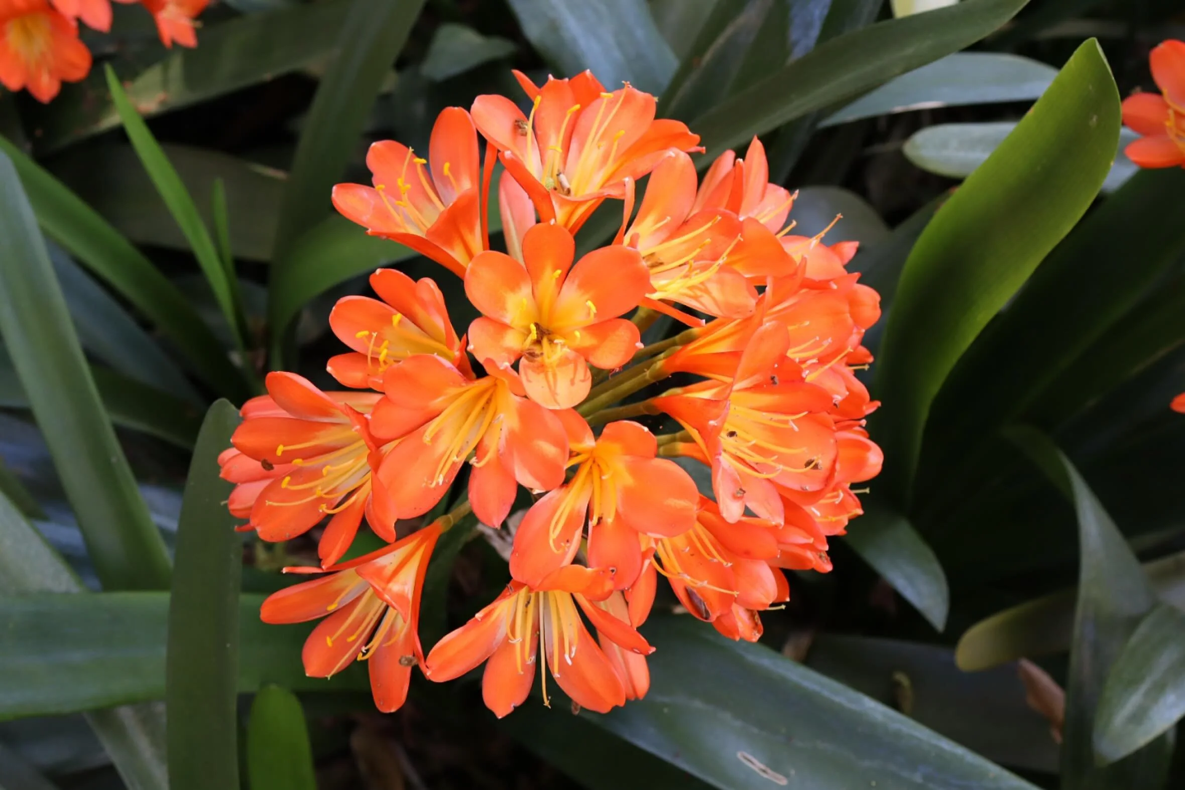 🌿🧡🟧🟠🔶🌿
#photography #flowers