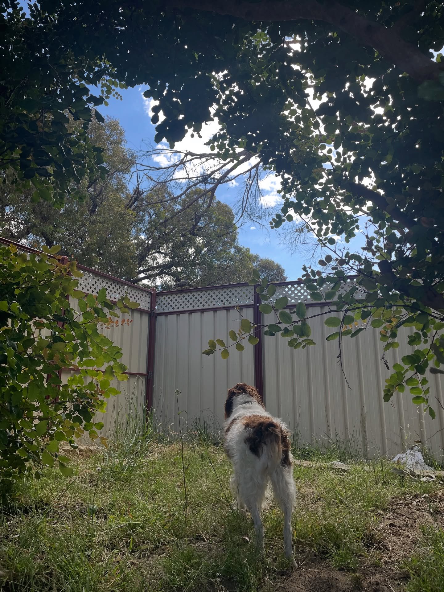 🐶🐾🌳. #summertime #dogs #photography