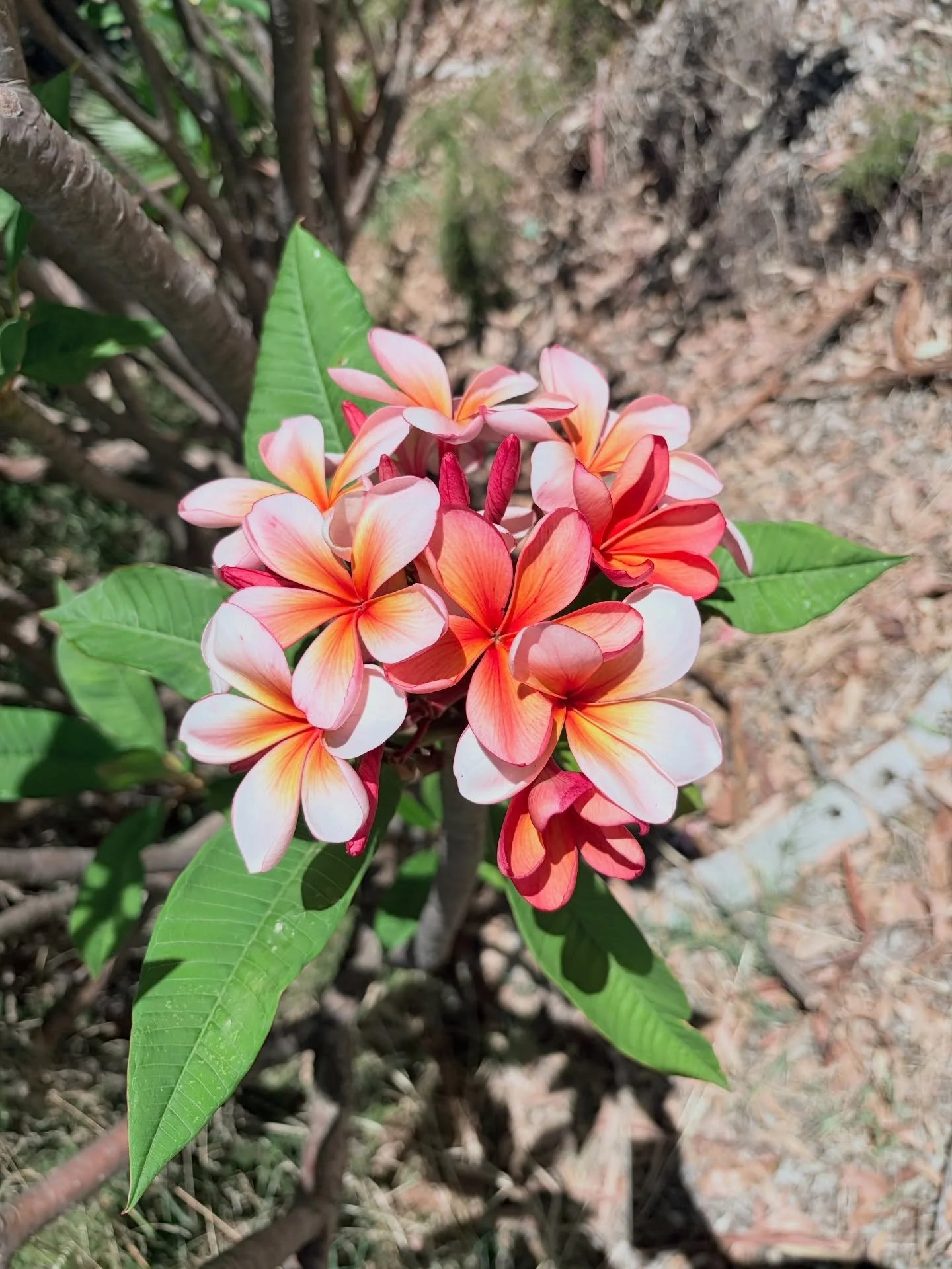 Summertime 📱🌸☀️🌳. #summer #photography
