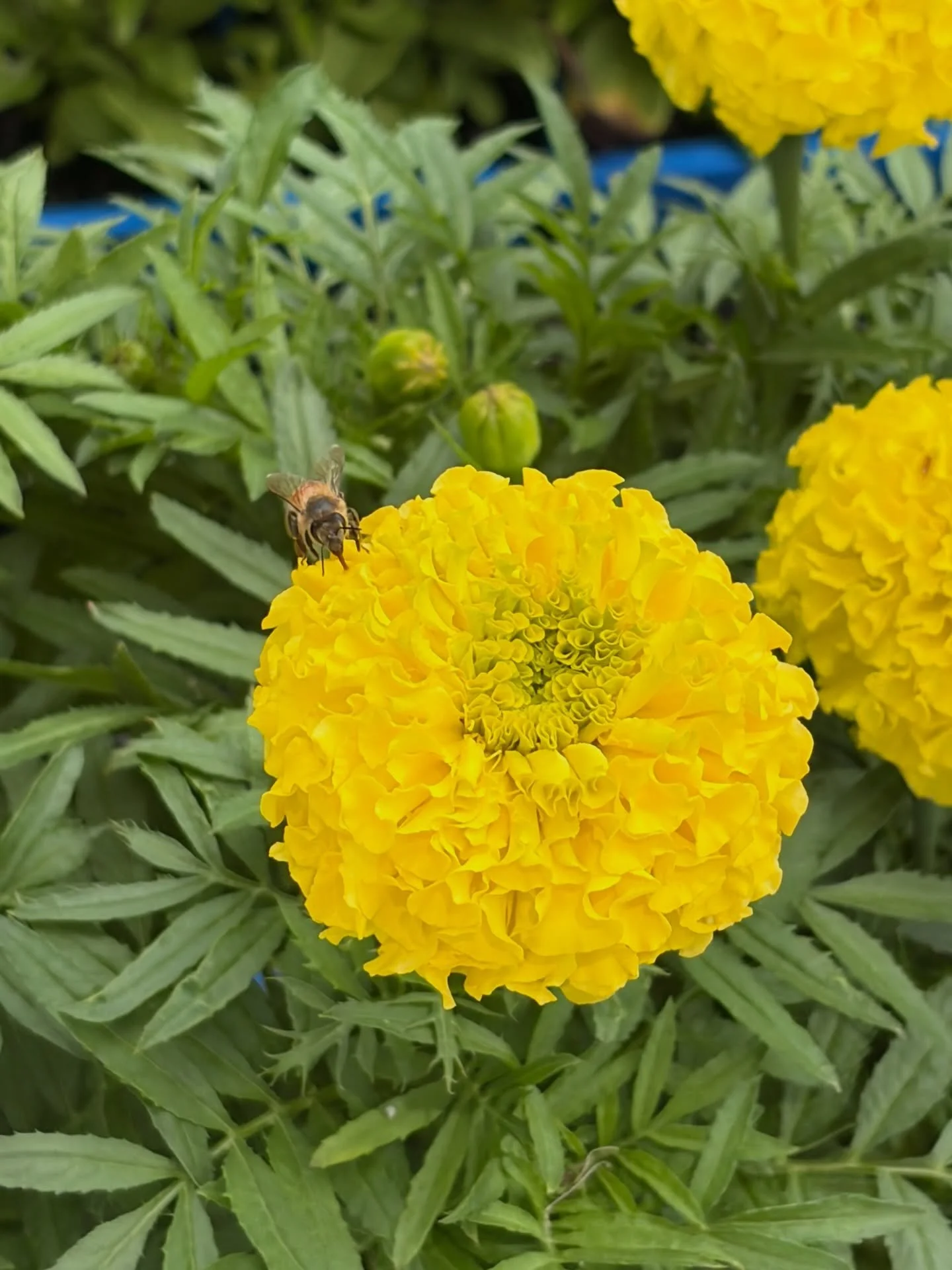 📱💛🧡❤️🩷. #photography #summer #flowers