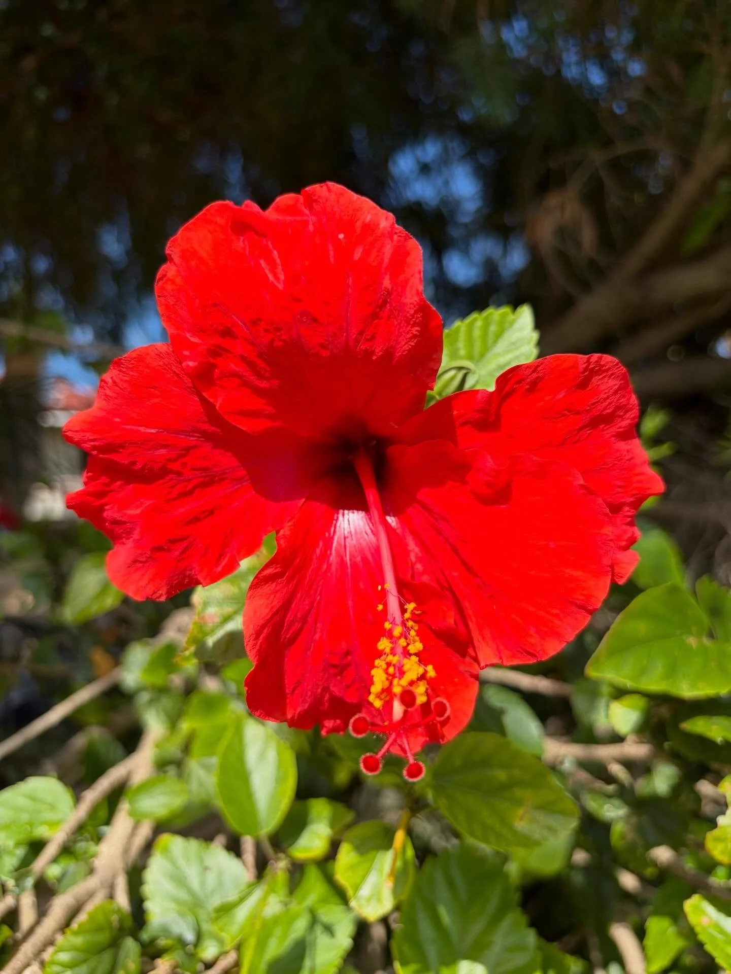 📱🌿🌺🌸🪻☀️📷. #flowers #photography #flowerphotography #flowerphoto