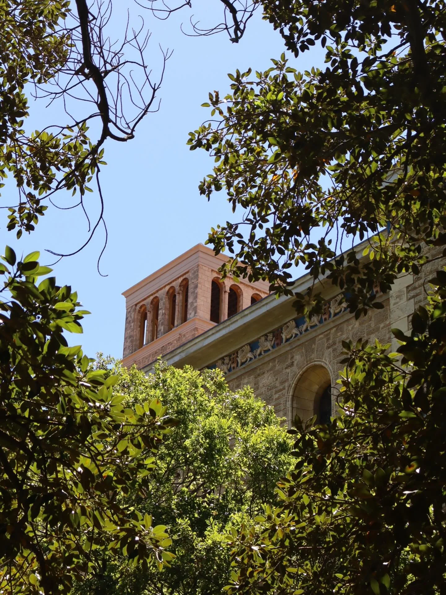 1st day of semester 1. Love studying at this beautiful campus. 
❤️🦚🌿🌳☀️📸
#uwa #peacocks #nature #photography
