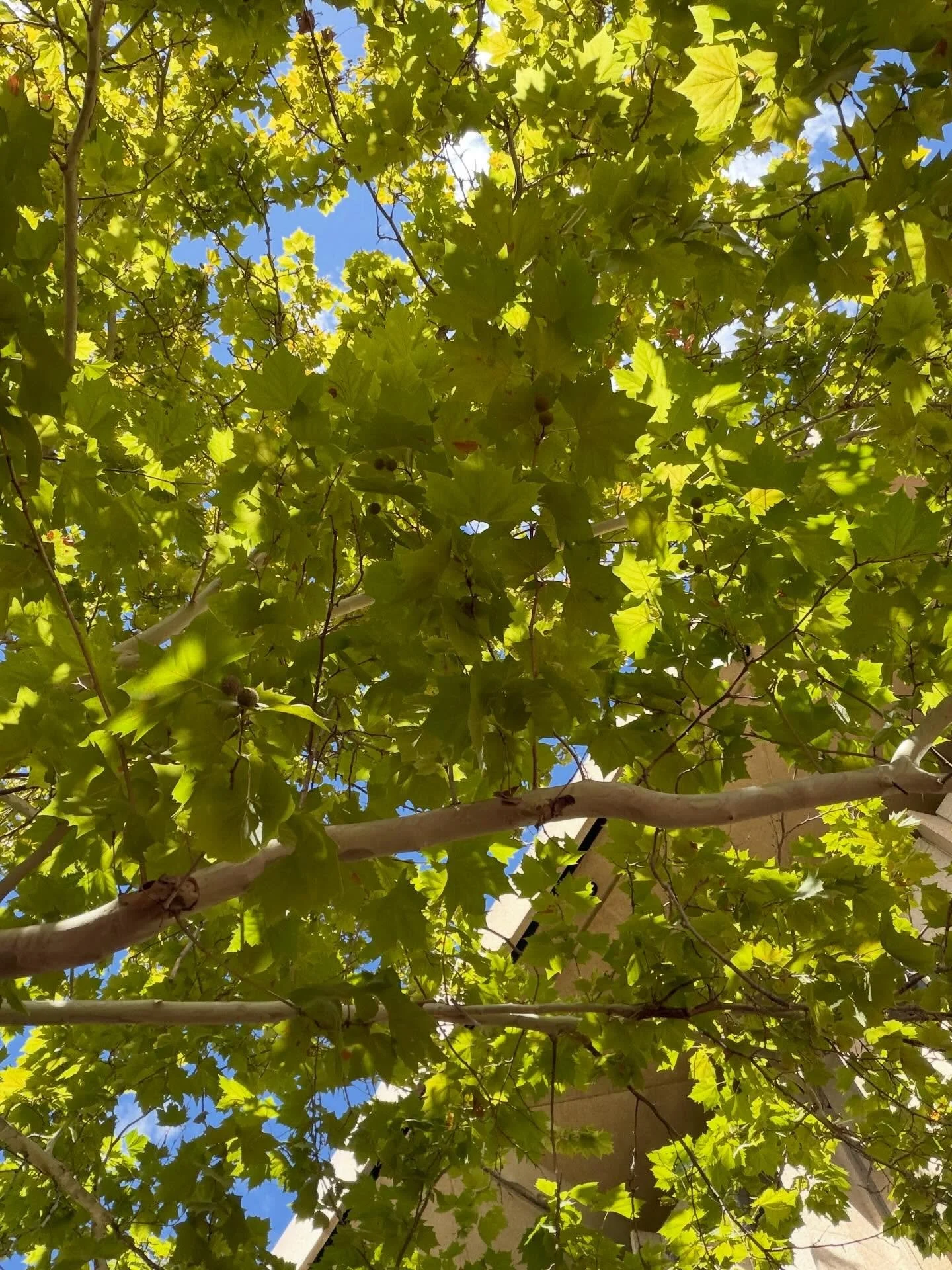 🌳🌿💚🍃. #trees #nature #photography #green