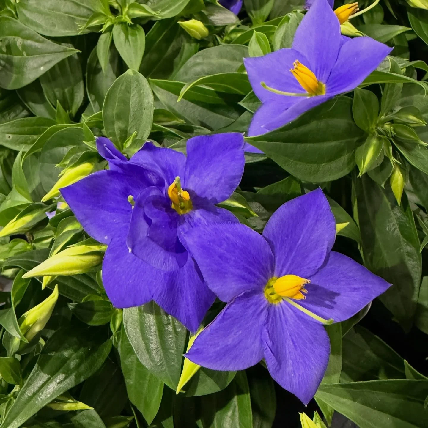 #photography #nature #summerblooms #flowers