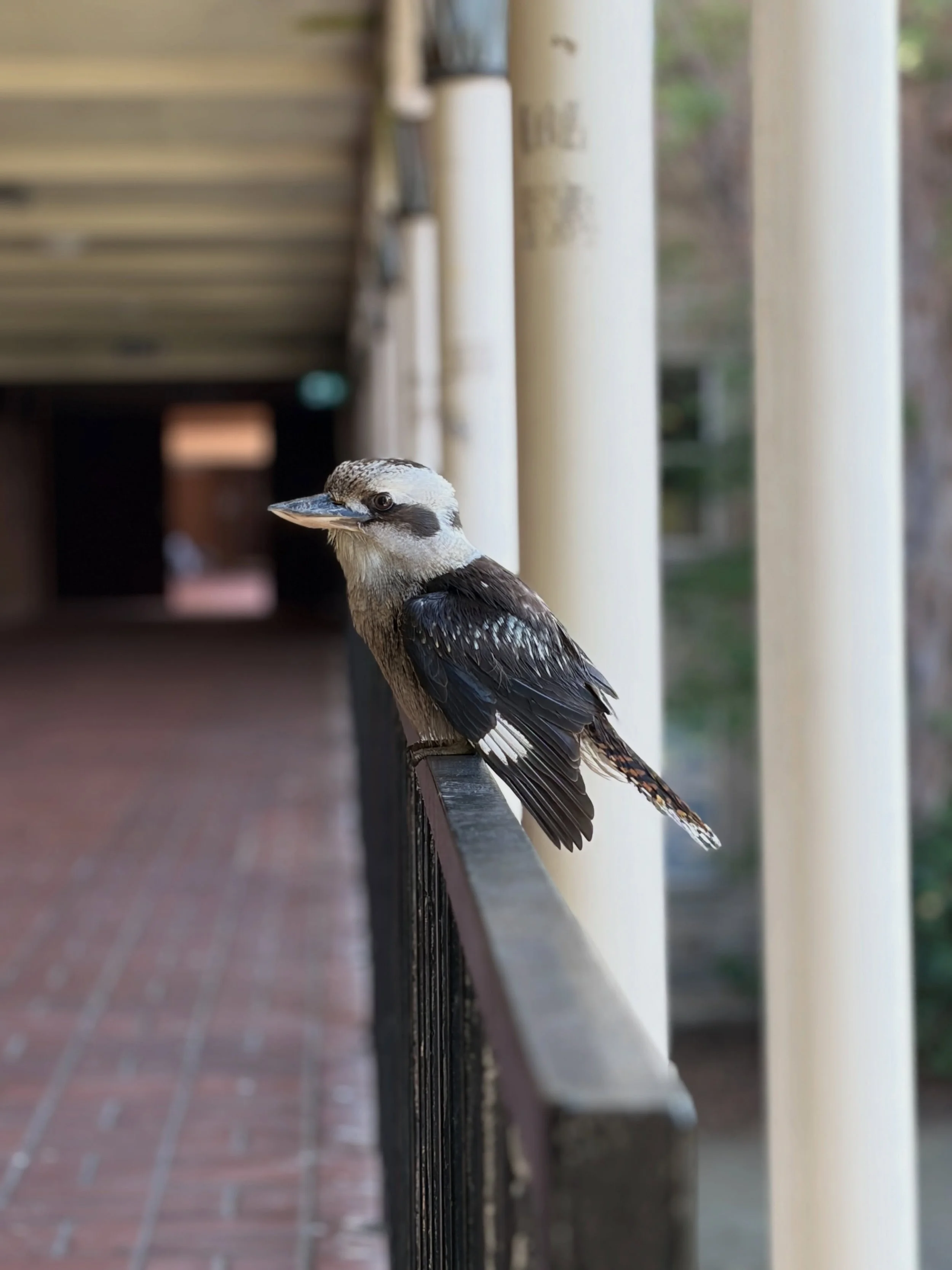 📸📱. #kookaburra #photography #nature