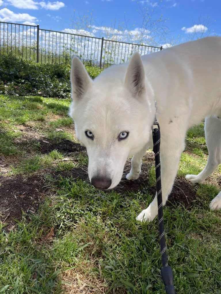 JPEG image-4F98-9A77-93-0.jpeg