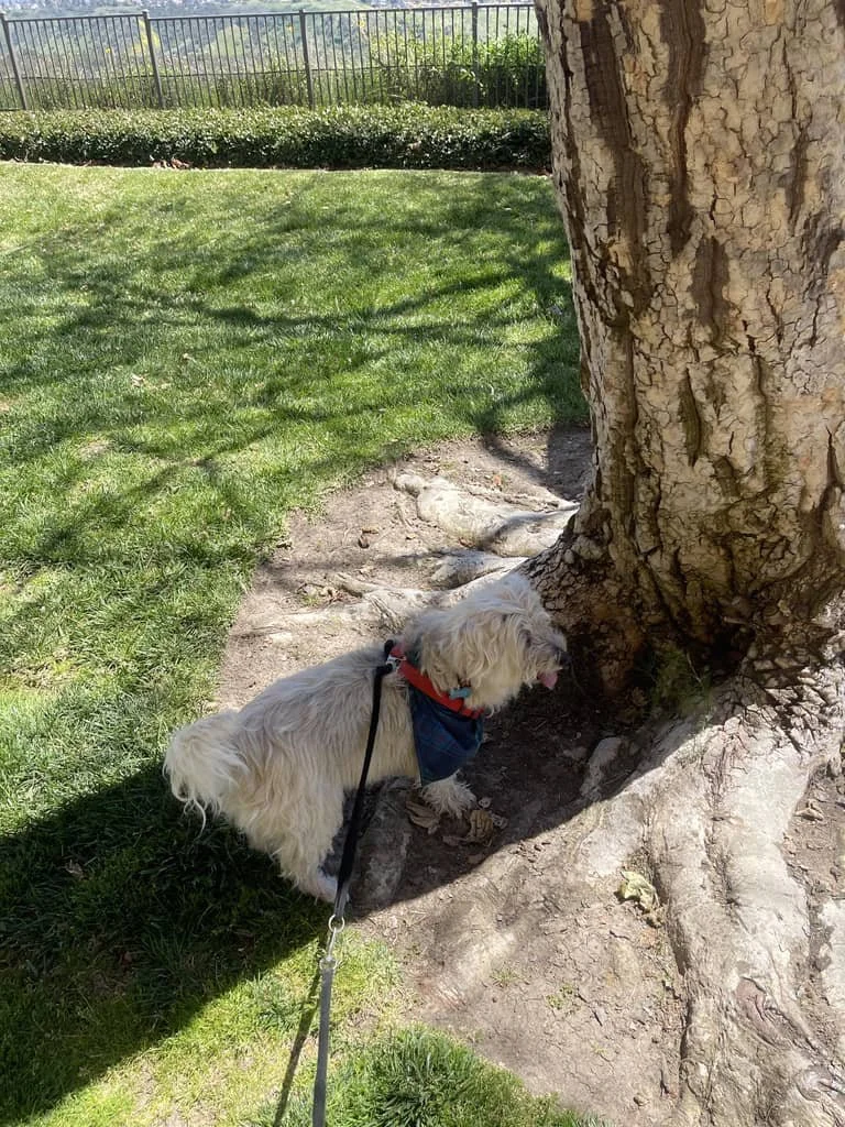 JPEG image-493B-B1B8-AB-0.jpeg