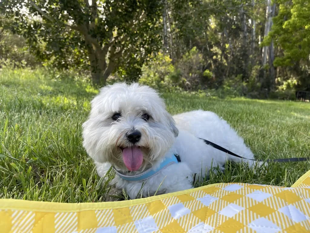 JPEG image-4822-9B7B-83-0.jpeg