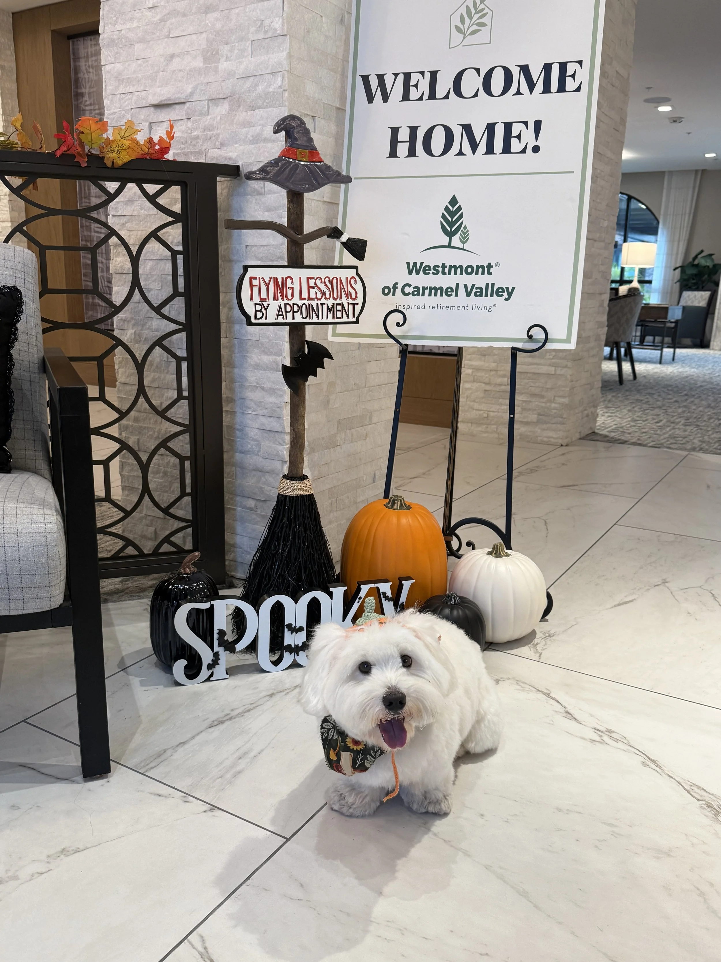 How Moving Into Assisted Living Affects Dogs