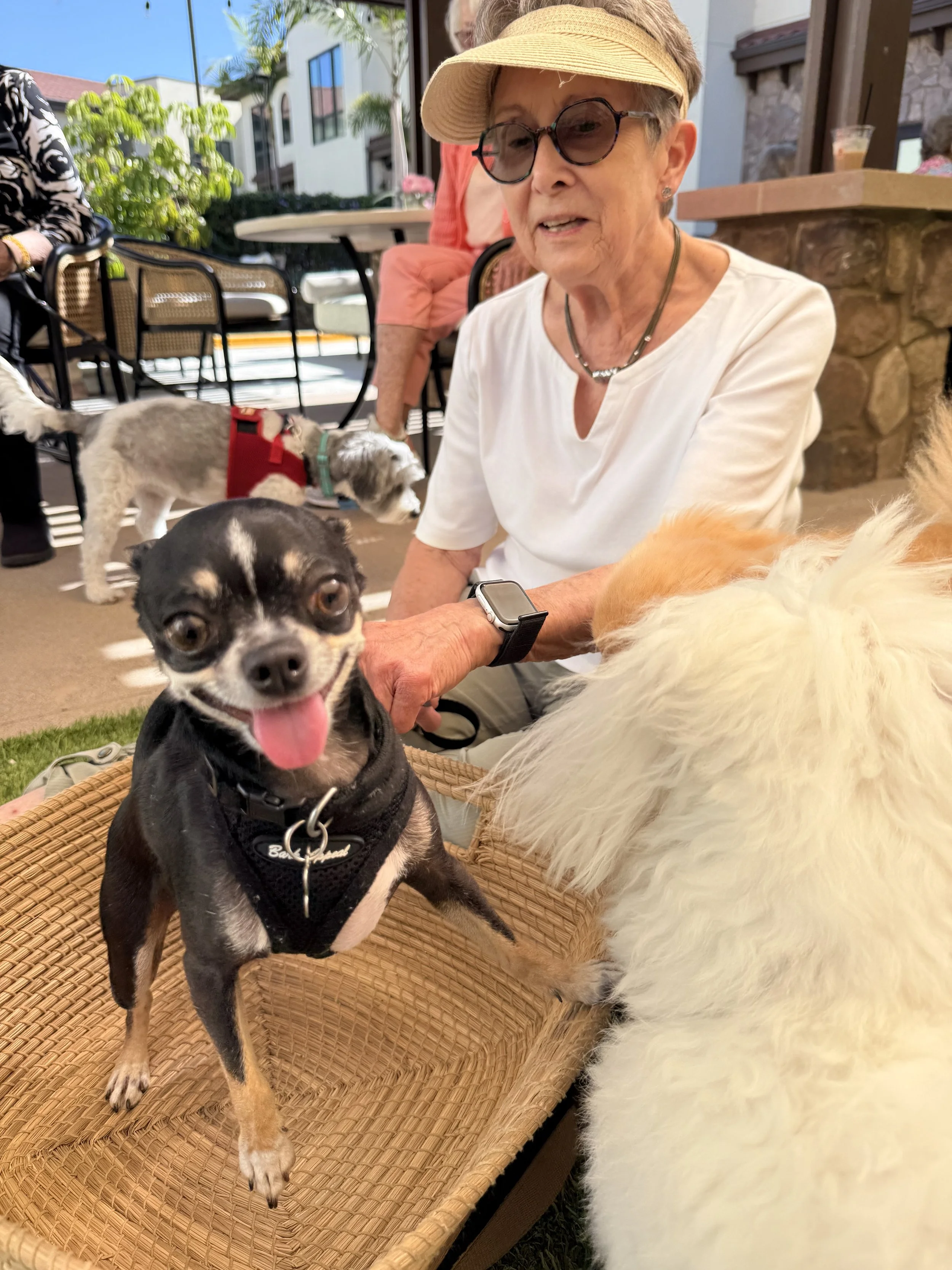 Why Seniors Shouldn't Have to Give Up Their Pets