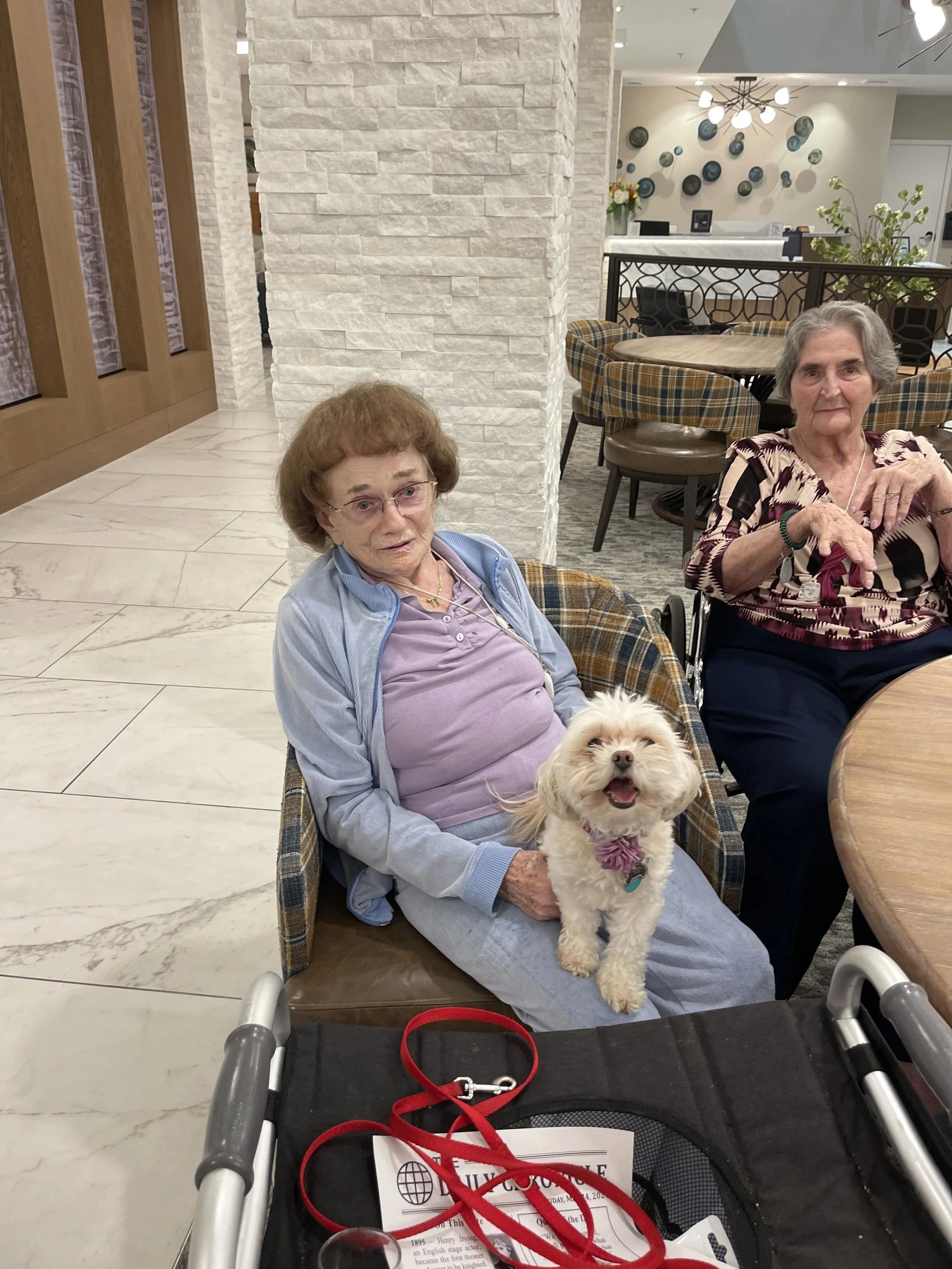 How Professional Pet Care Helps Seniors Stay Independent