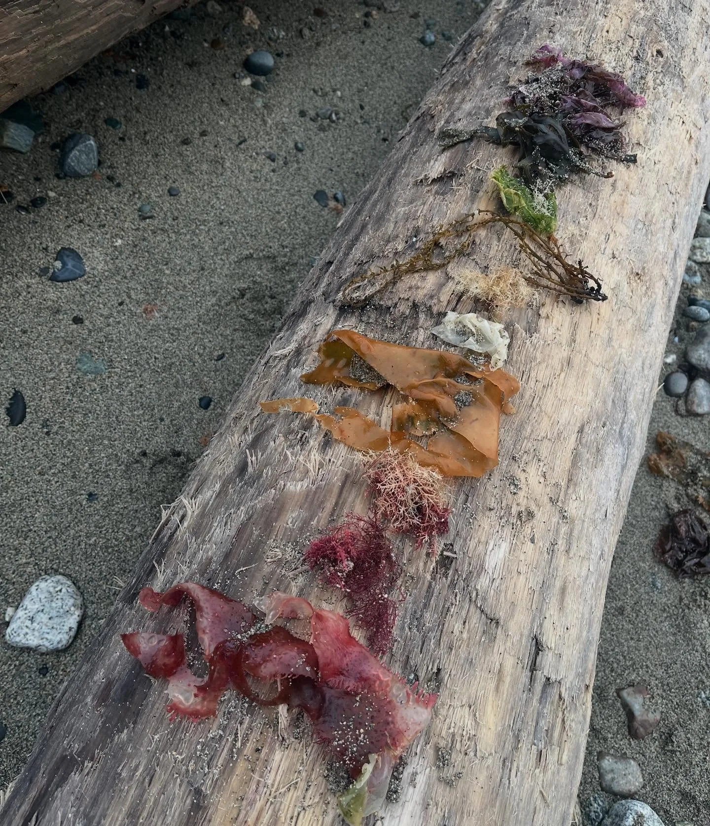 Made a little seaweed rainbow! Def inspired by @keelyhalward&rsquo;s rock rainbows :) 

I feel like I&rsquo;d never noticed the pink and purpley ones before! 

And I&rsquo;m not usually picking up the seaweed I see, so it was interesting to be surpri