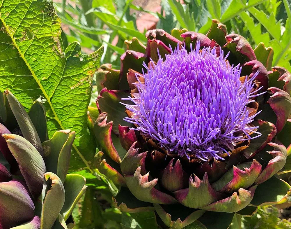 Artichoke flower