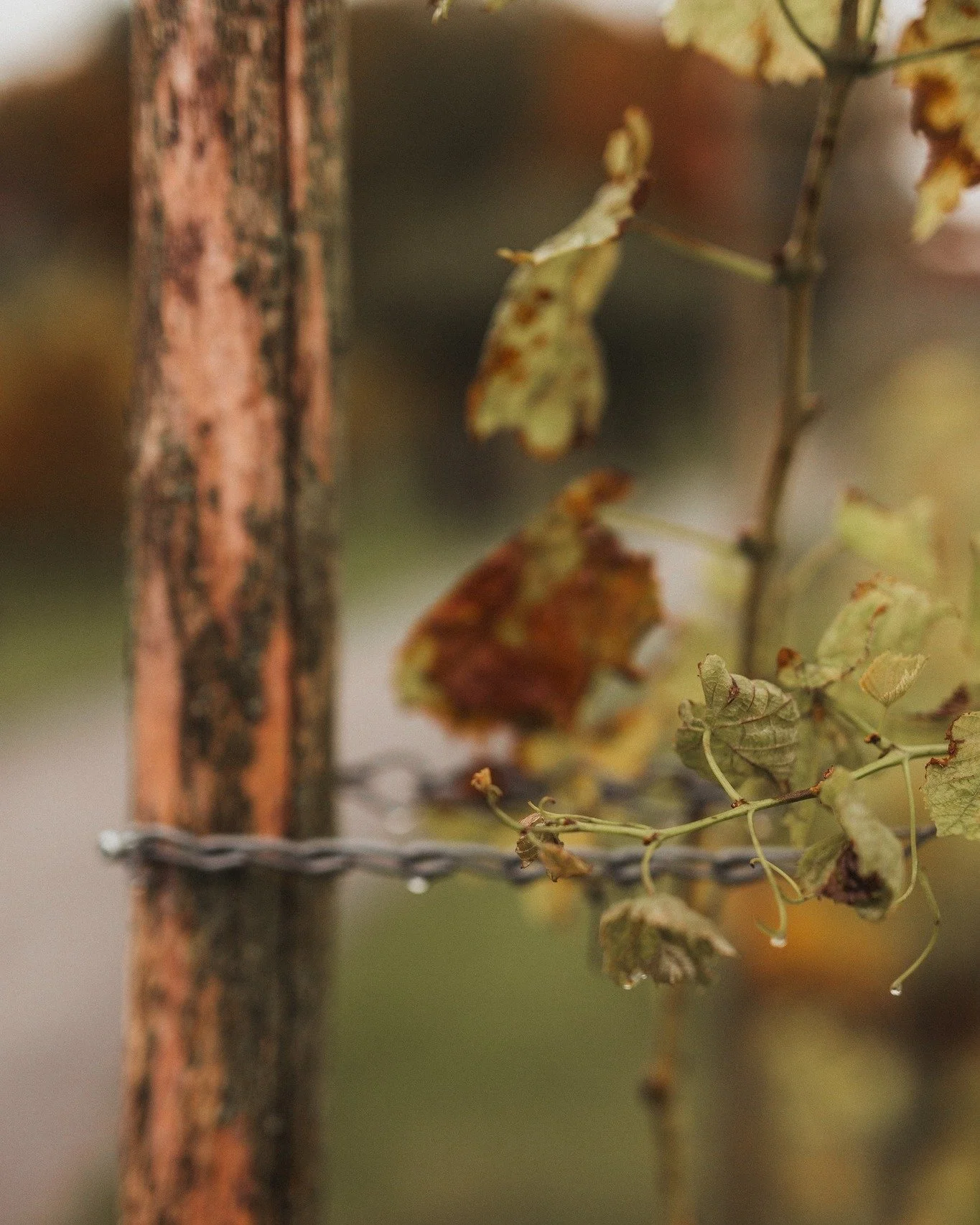 Det finns dagar h&auml;r p&aring; g&aring;rden d&aring; allting k&auml;nns som ett stilla andetag. N&auml;r morgondimman fortfarande ligger t&auml;t &ouml;ver vinrankorna och ljudet av grus under st&ouml;vlar &auml;r det enda som h&ouml;rs. N&auml;r 