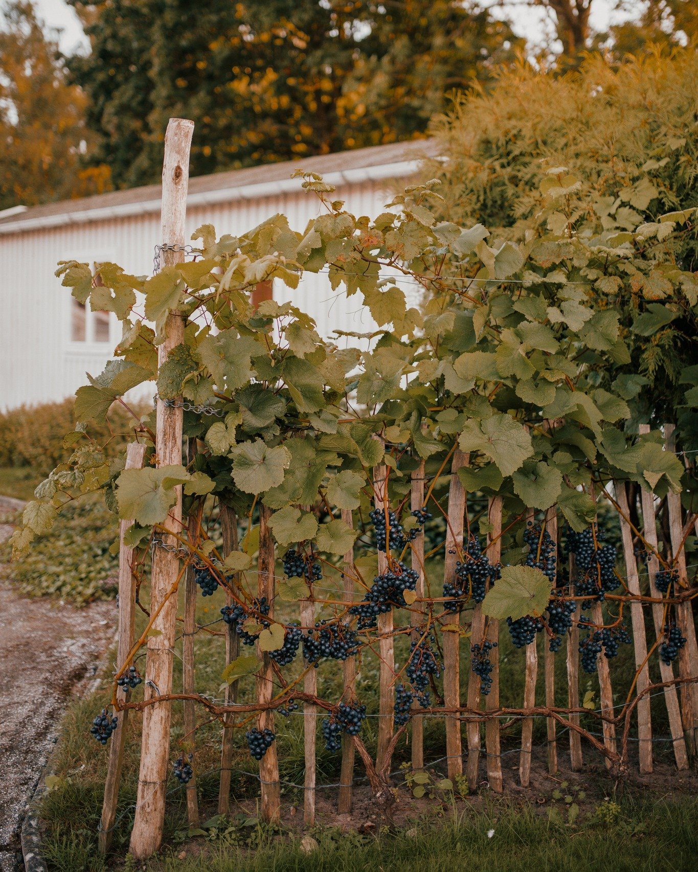 Det &auml;r n&aring;got s&auml;rskilt med ljuset h&auml;r. Hur det silas genom tr&auml;den p&aring; morgonen, hur det glimmar &ouml;ver vattnet p&aring; kv&auml;llen. M&auml;nniskor saktar in, r&ouml;ster blir mjukare, maten smakar mer. Iv&ouml;g&ari