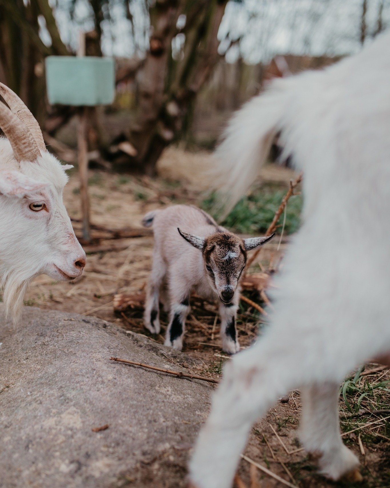 Tyst... lyssna.. H&ouml;r ni det mjuka br&auml;kandet och ljudet av n&auml;tta kl&ouml;var mot stigen? V&aring;ra getter som med stor aptit och &auml;nnu st&ouml;rre nyfikenhet tar sig an uppdraget att h&aring;lla g&aring;rden &ouml;ppen och levande.
