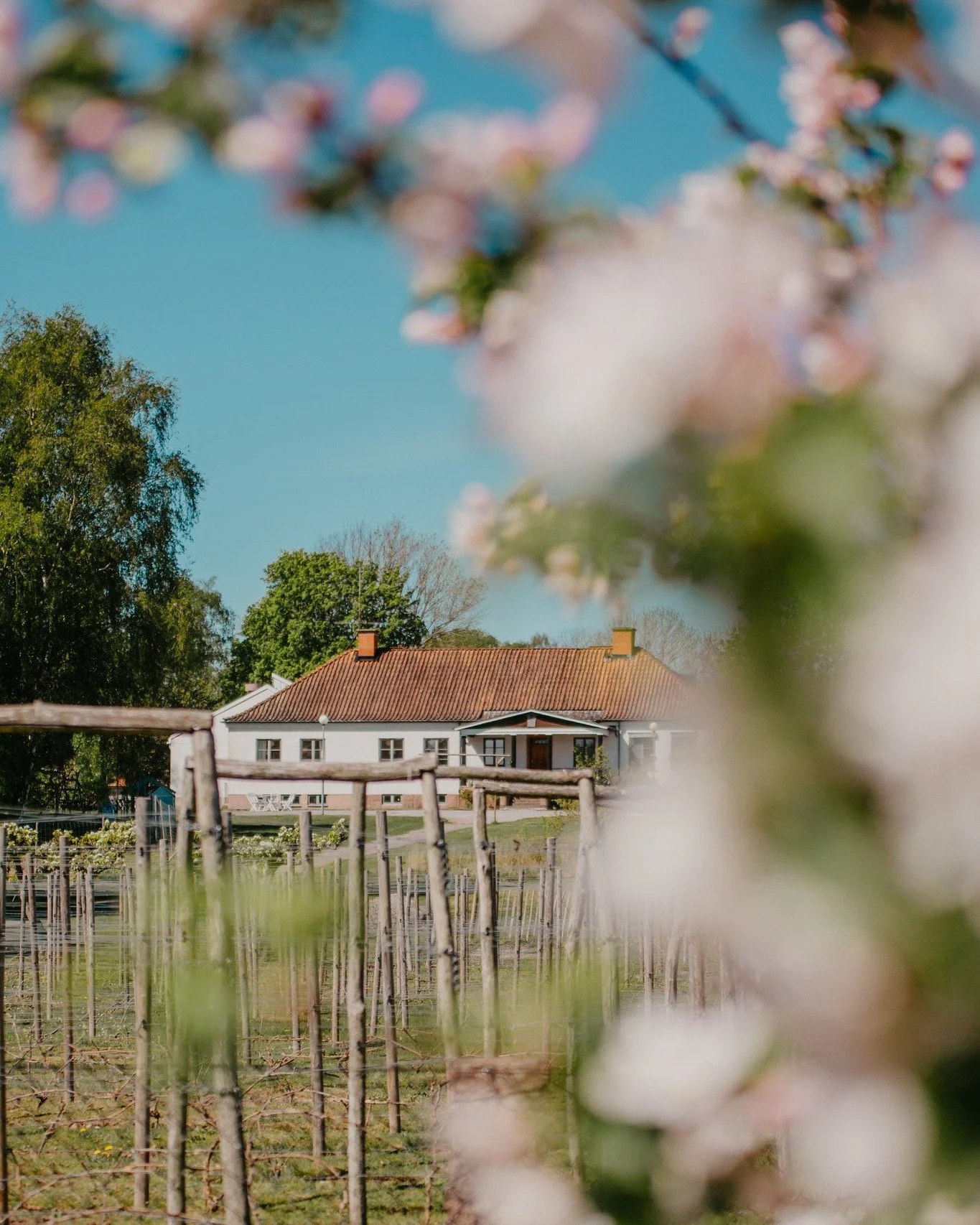 V&auml;lkommen till en blommande oas p&aring; Iv&ouml;g&aring;rden 

Just nu h&auml;nder det n&aring;got magiskt ute i v&aring;r ving&aring;rd. Solens str&aring;lar v&auml;cker jorden till liv, och de gr&ouml;na vinrankorna v&auml;xer s&aring; det kn