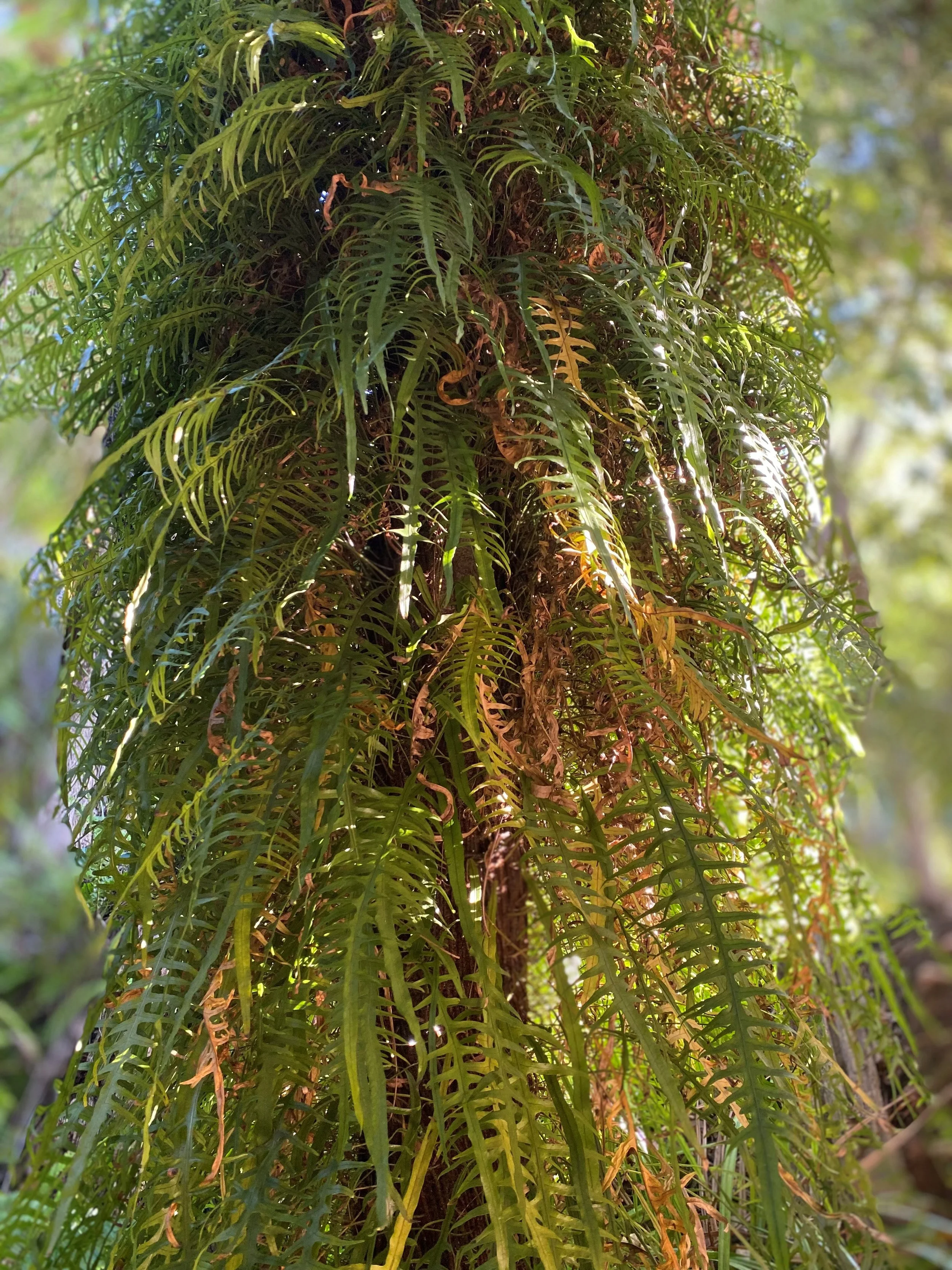 Hairy Tree.jpg