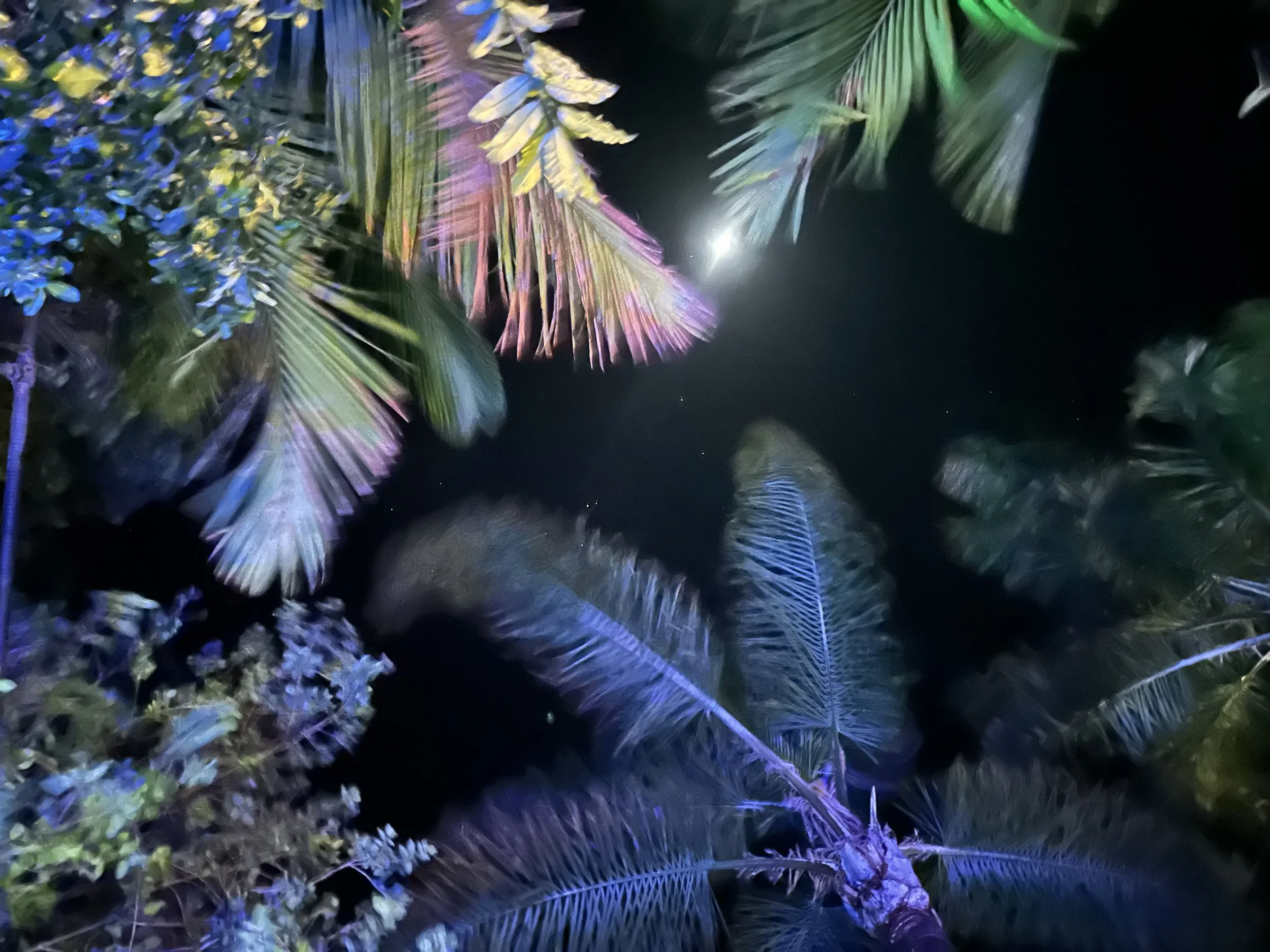 Nightime Palm Sky.jpg