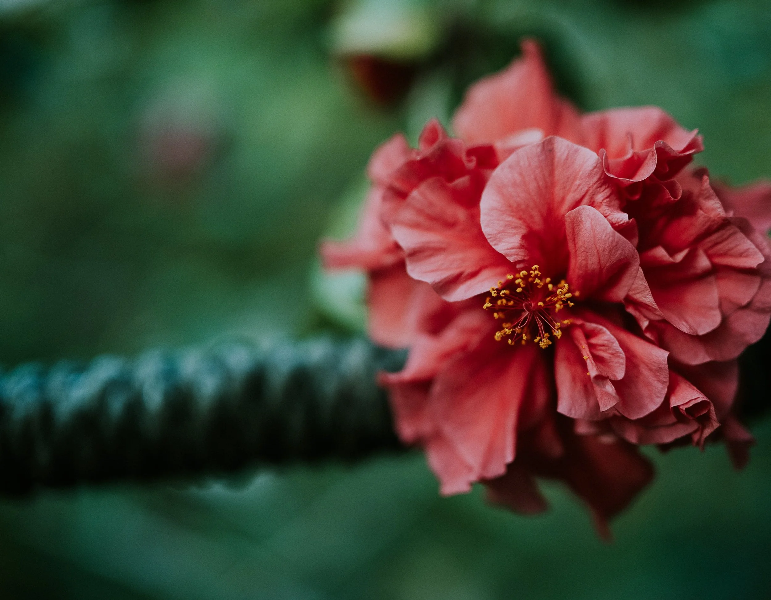 Hibiscus Flowers.jpg