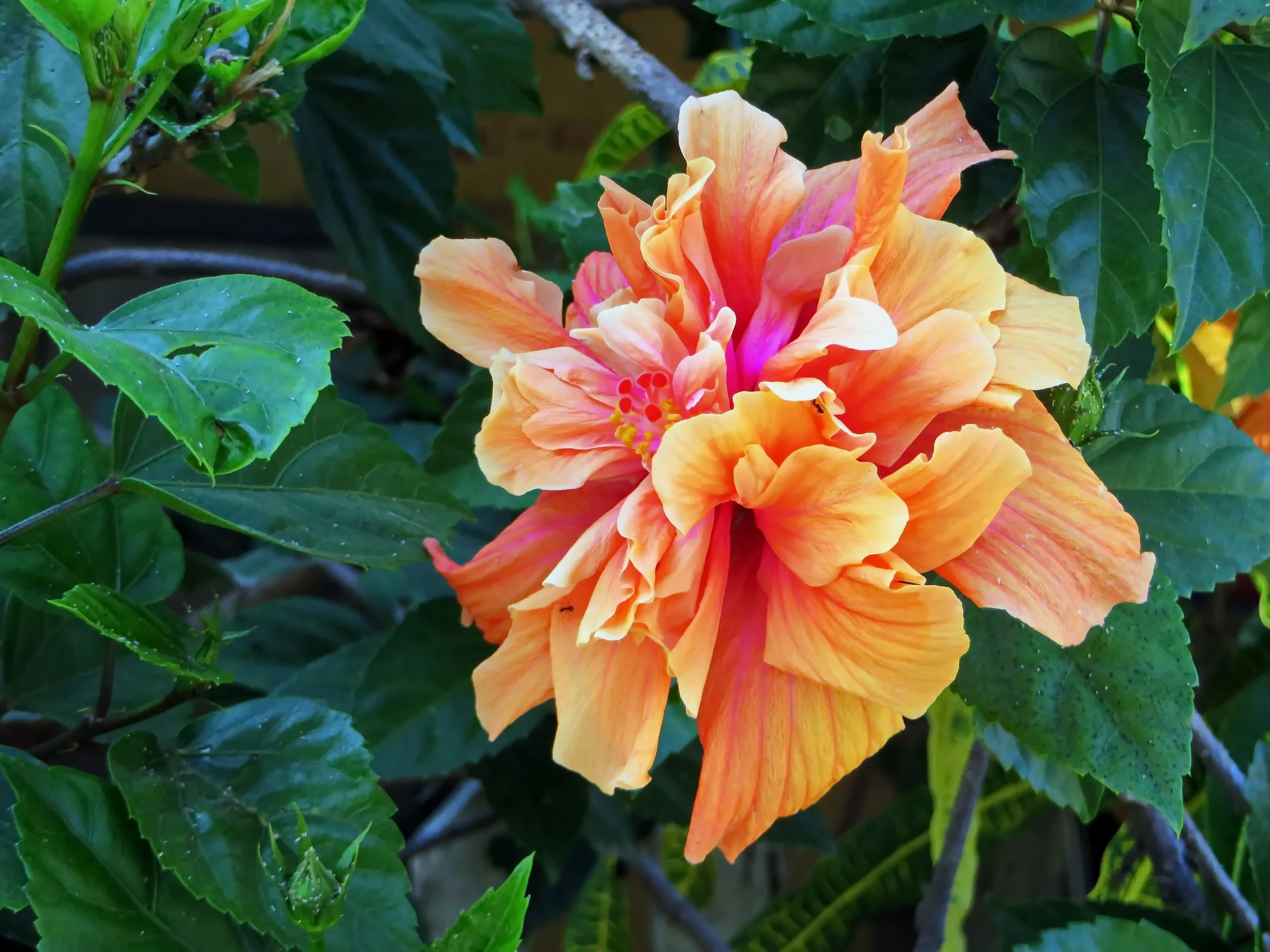 double-hibiscus orange 300 dpi.jpg