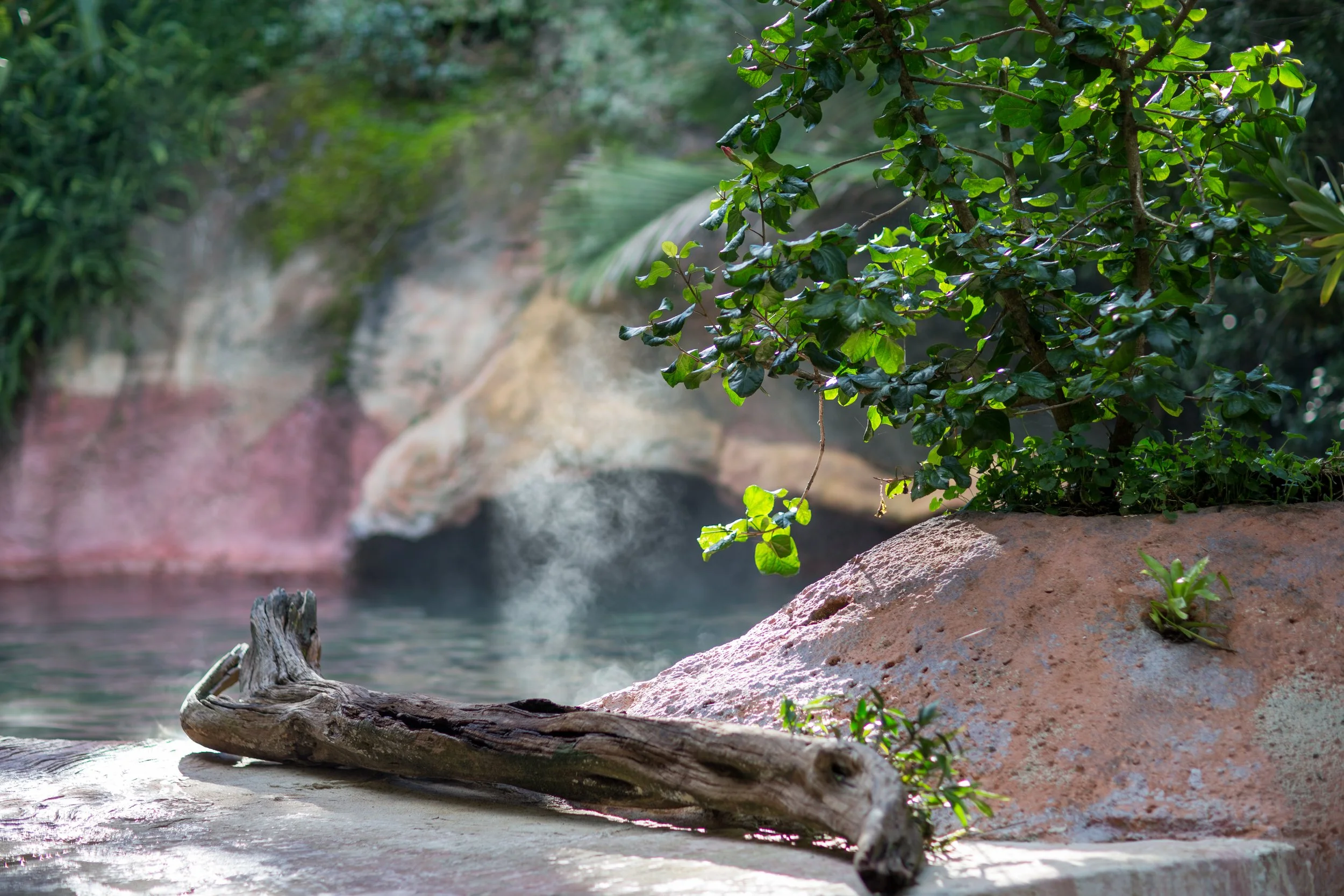 Steamy Main and Hibiscus.jpg