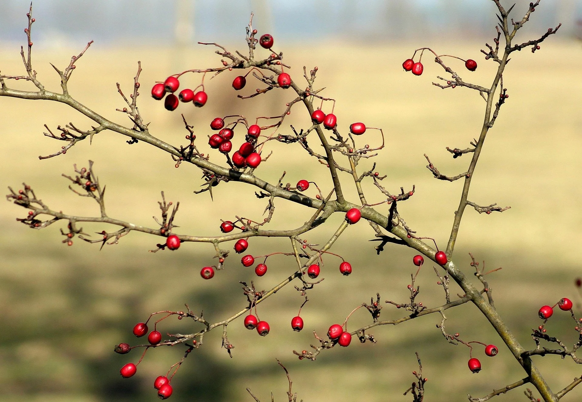 A tree with bare branches and red berries against a blurred outdoor background.