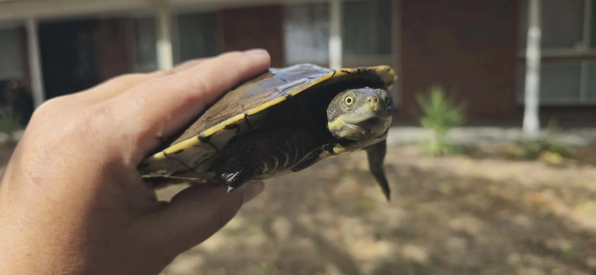 A person holding a turtle with a yellow and brown shell, showing the turtle's head and front legs. The background includes some outdoor plants and buildings.