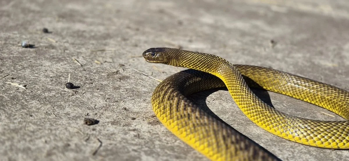 A yellow and brown snake on a concrete surface.