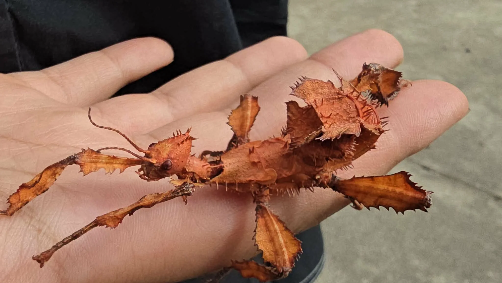 A person holding a large, spiny, dried leaf insect with orange-brown coloration and spiked protrusions on its body and limbs.