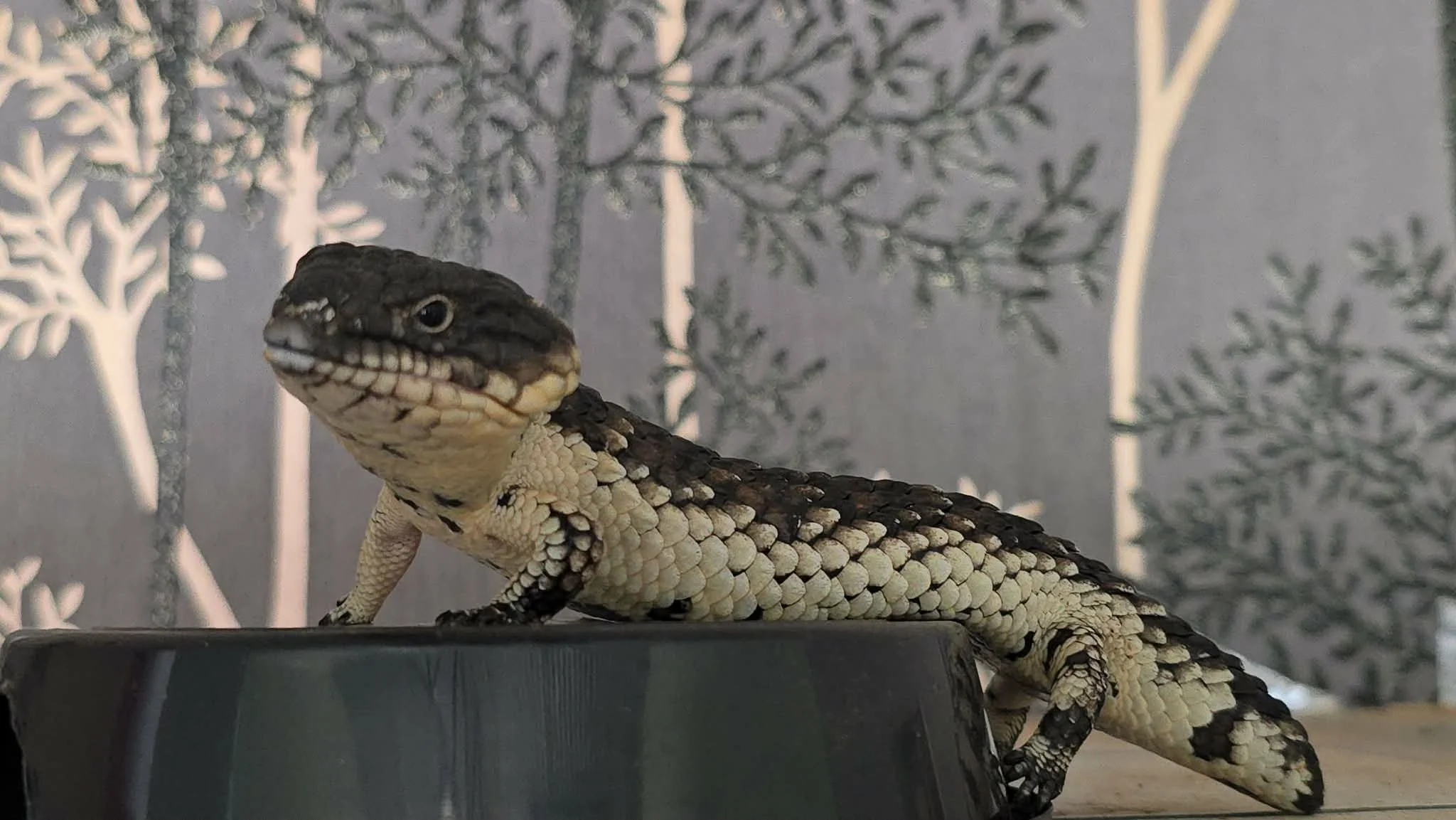 Close-up of a black and white lizard standing on a dark surface with a gray leafy patterned background.