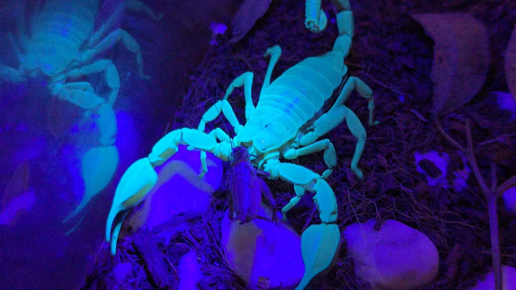 A scorpion illuminated by ultraviolet light, glowing in blue and green hues, on rocky ground with dry grass and stones.