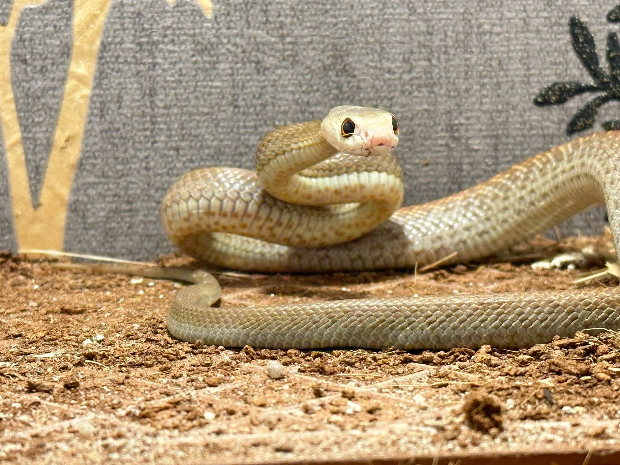 A pale-colored snake with dark eyes coiled on dirt with leaves and a gray background.