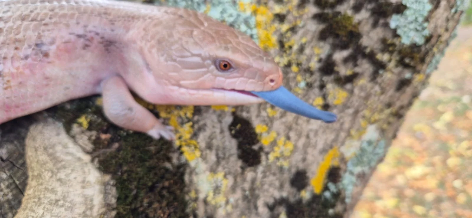 Blue Tongued lizard at Tryon's Willife Parties in Australia