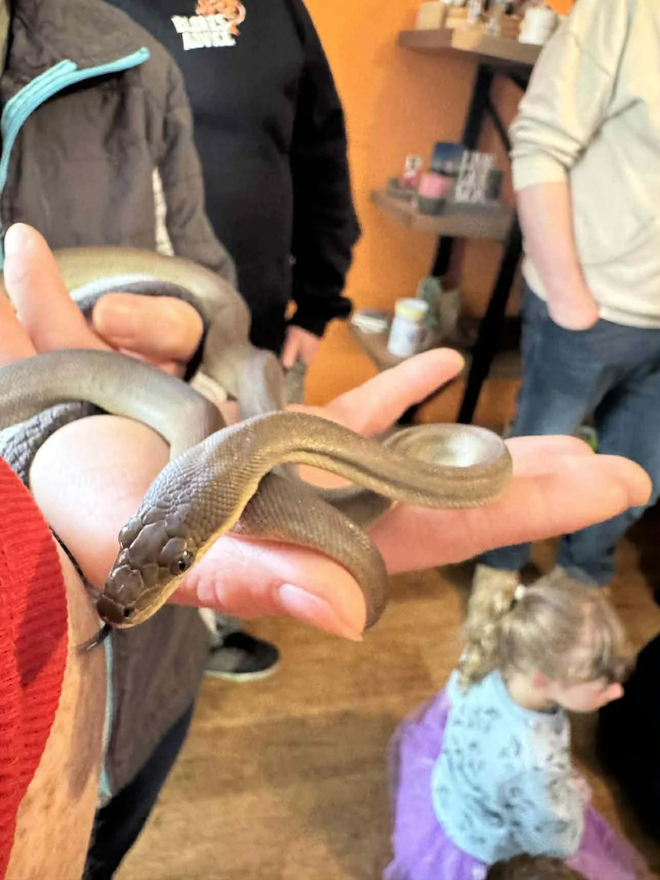 Person holding small snake, people and a child visible in background in indoor setting.
