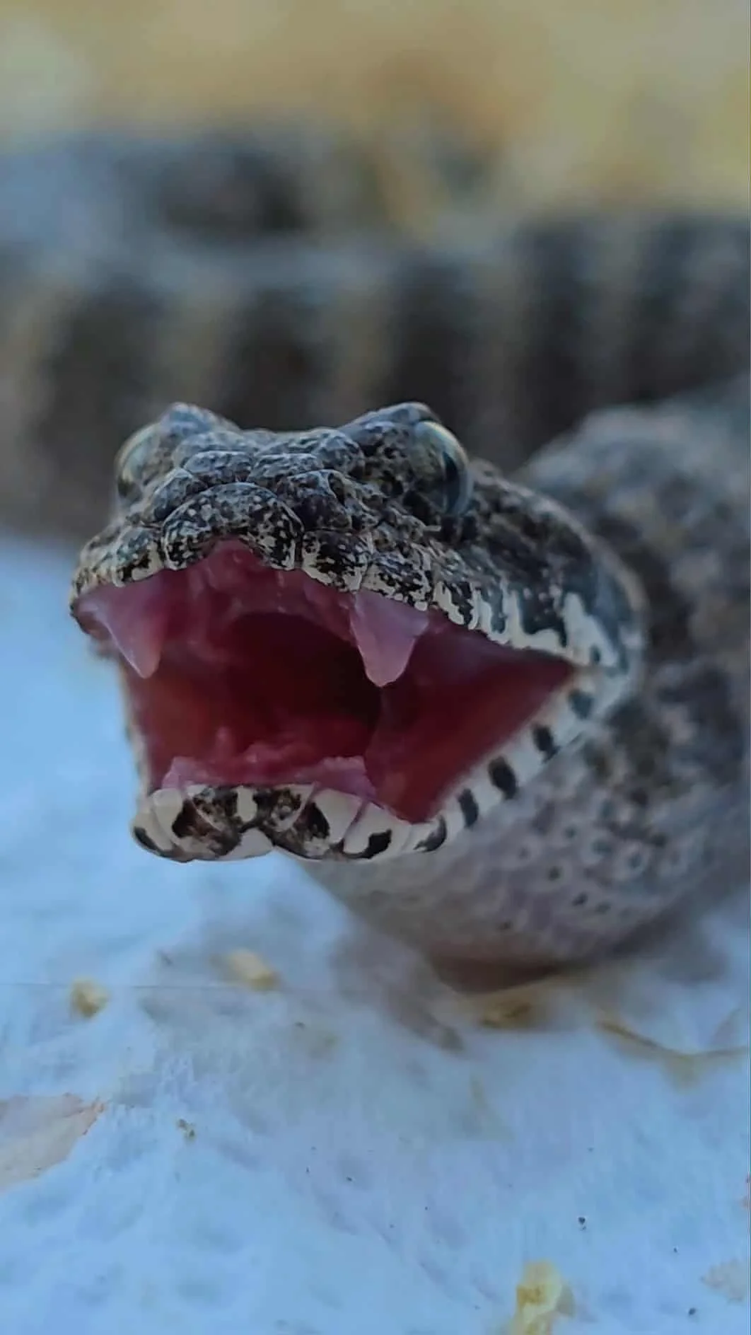 Snake looking at the camera at Tyron's Wildlife in Victoria, Australia