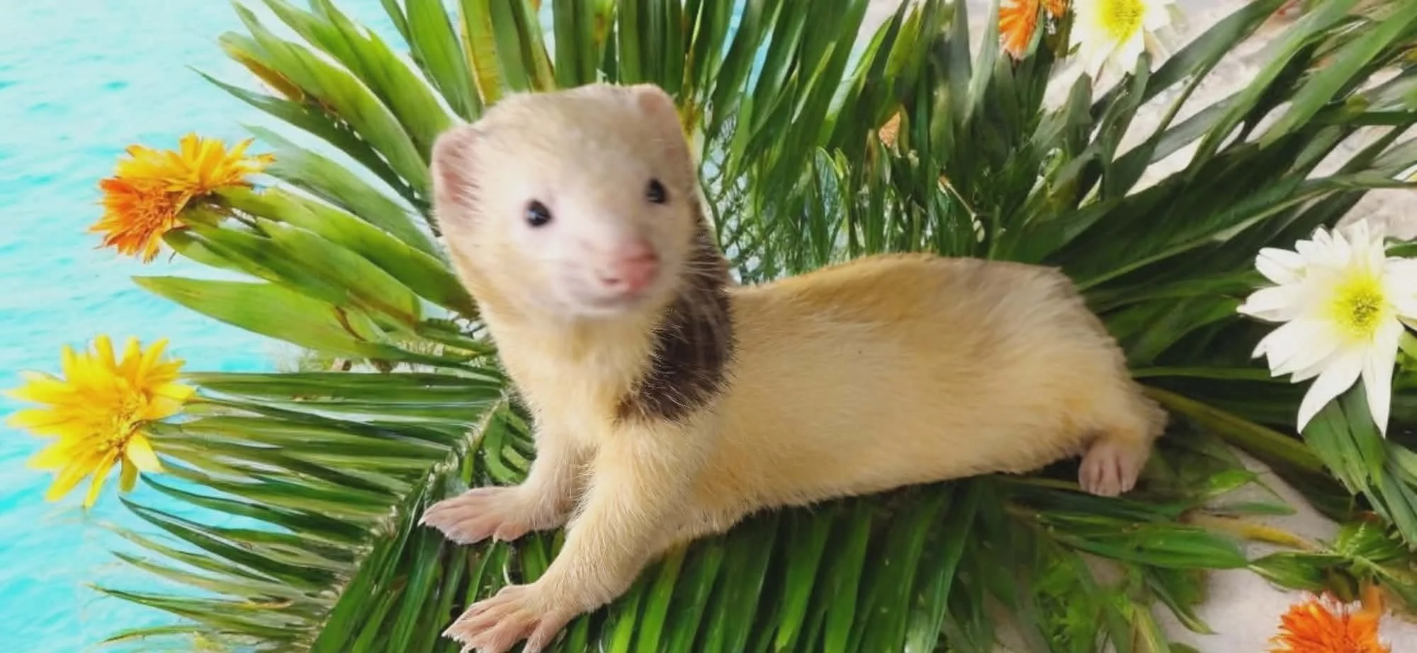 A ferret with a face resembling a human face, lying on green tropical leaves with yellow and white flowers, and a blue water background.