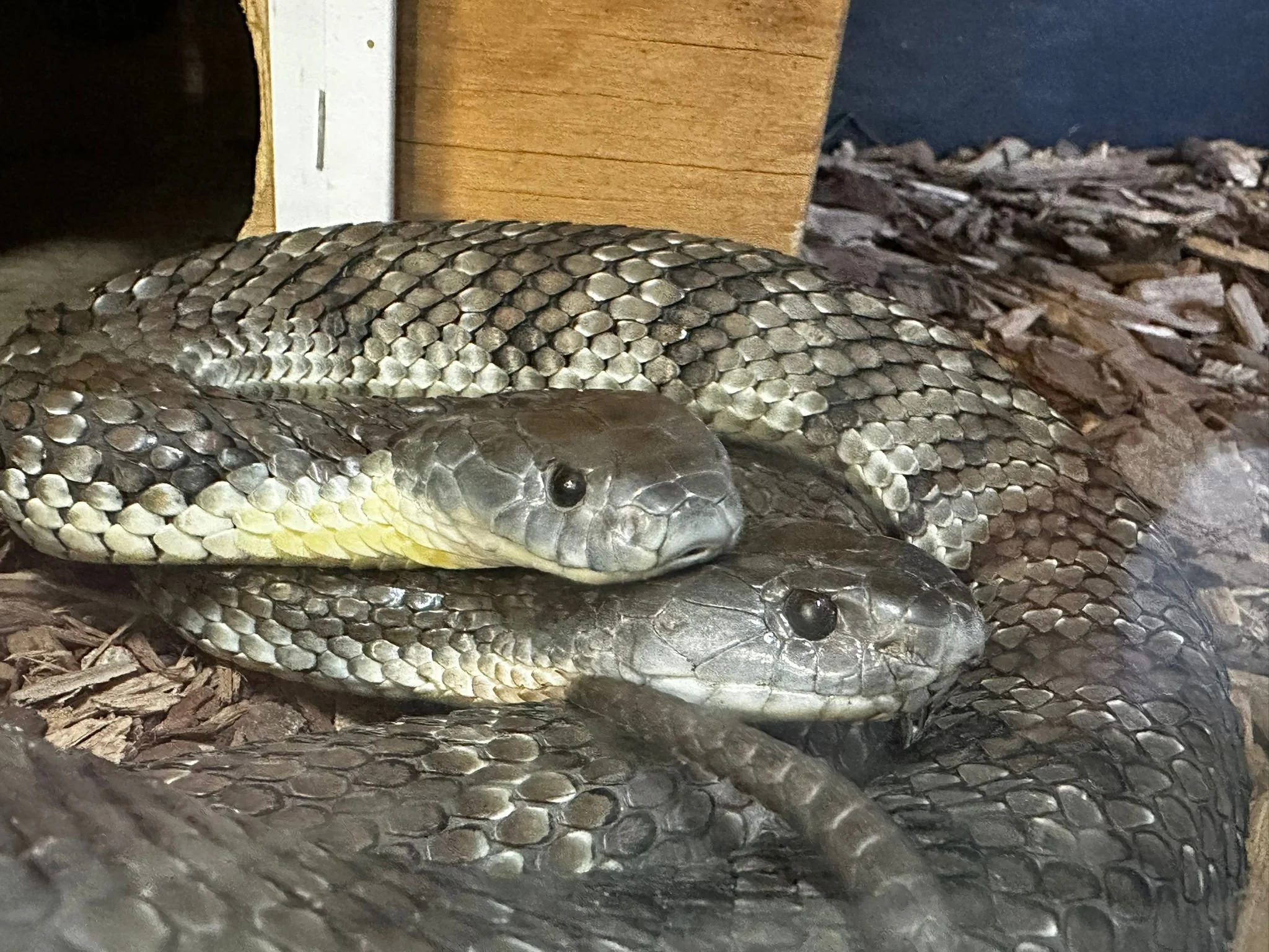 Snake looking at the camera at Tyron's Wildlife in Victoria, Australia