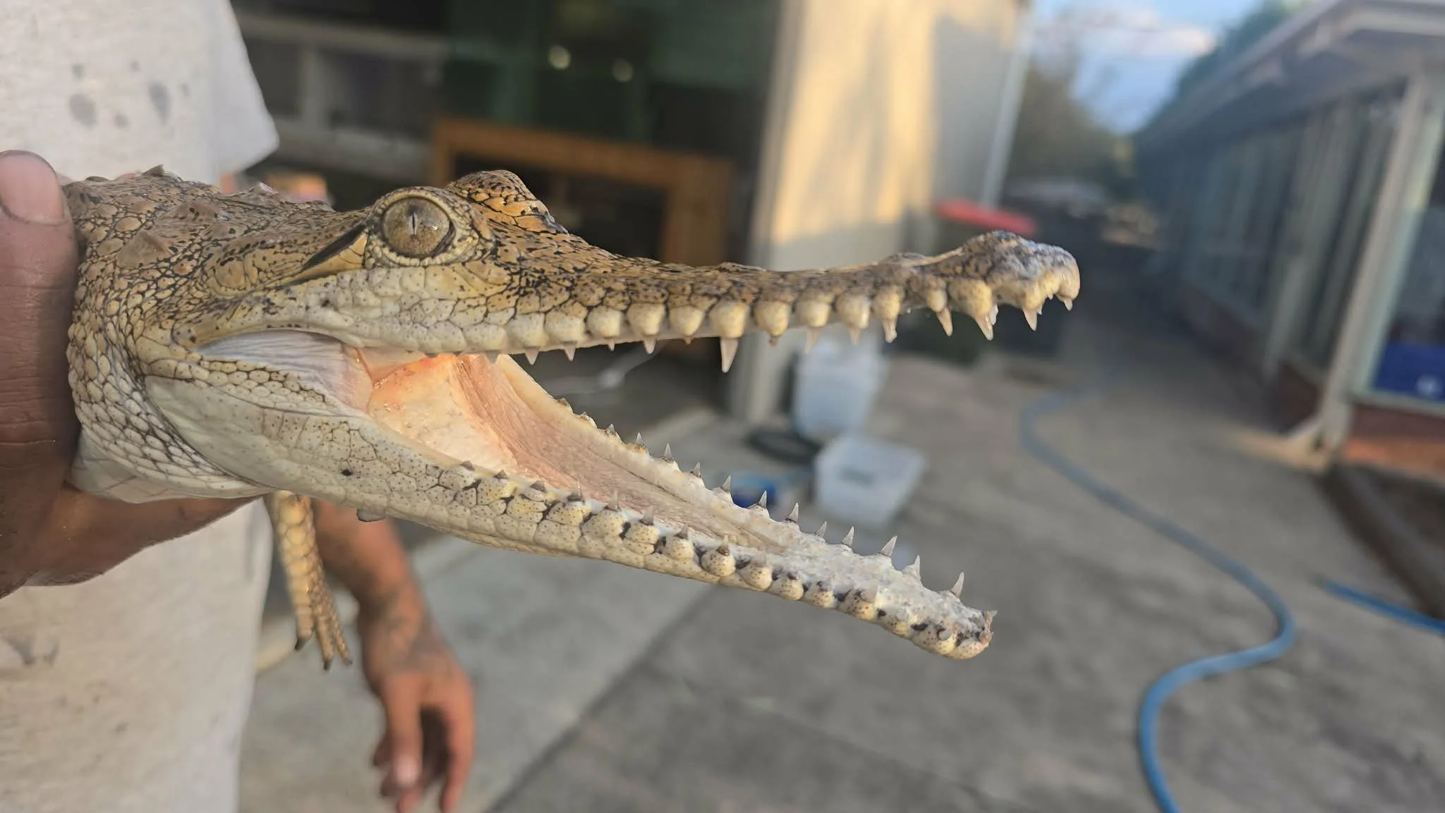A person holding a small crocodile with its mouth open, showing sharp teeth, in an outdoor setting with shelves and various objects in the background.