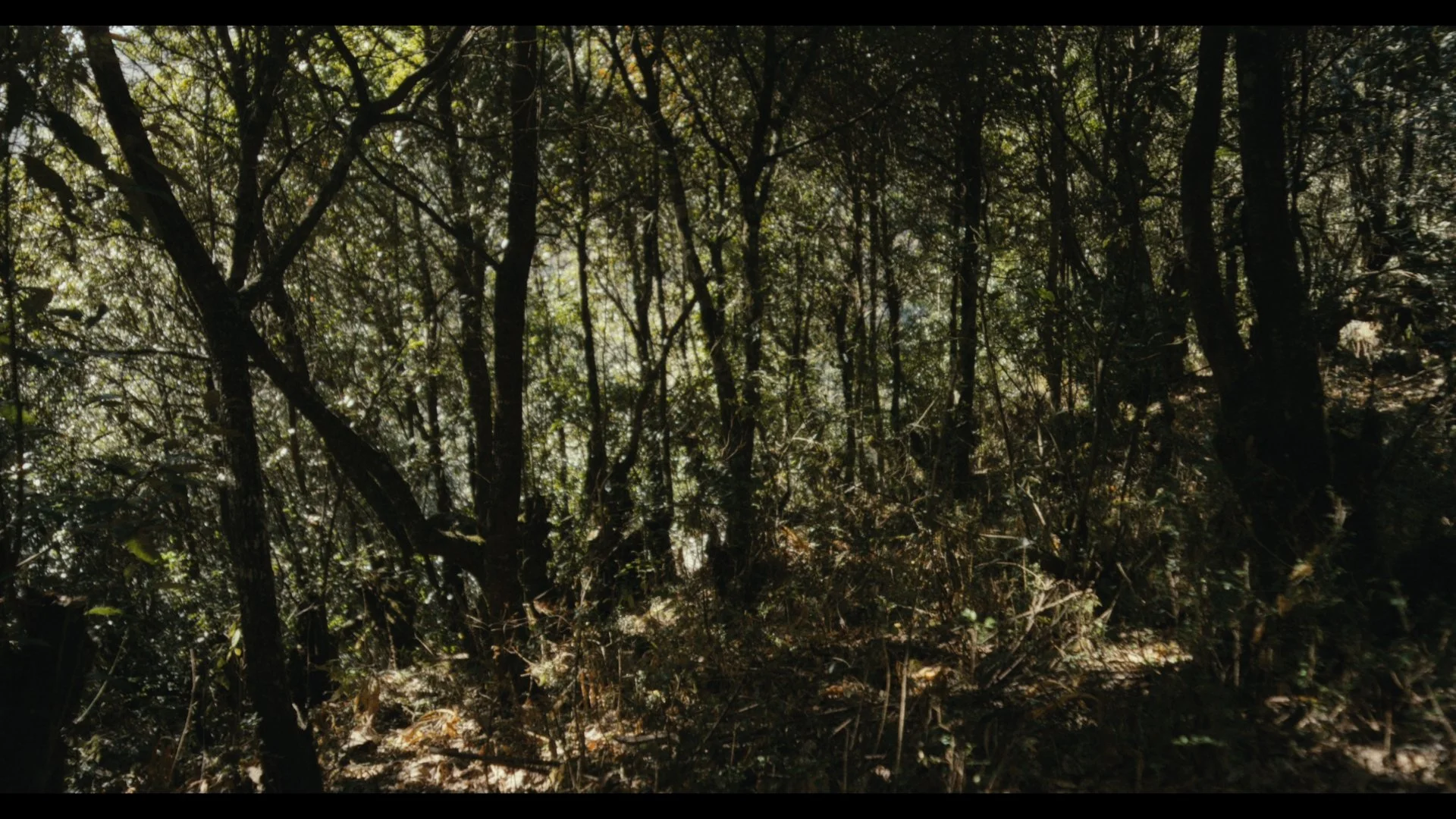 静帧 2025-12-16 224612_1.234.1.jpg