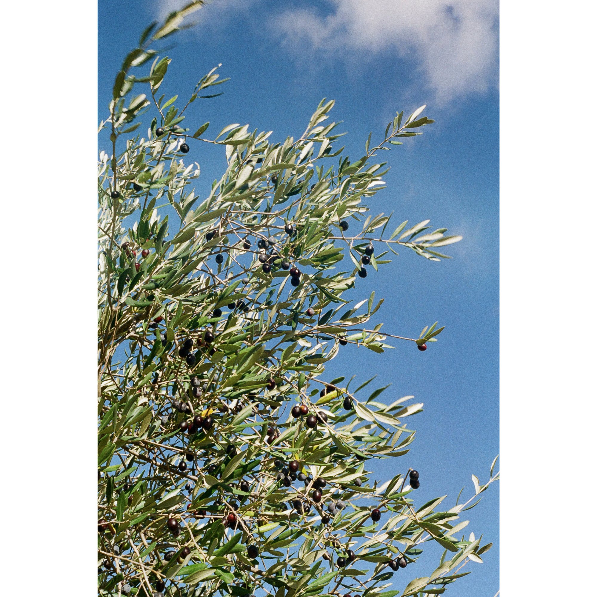 JRN 003 — Tuscany, Italy