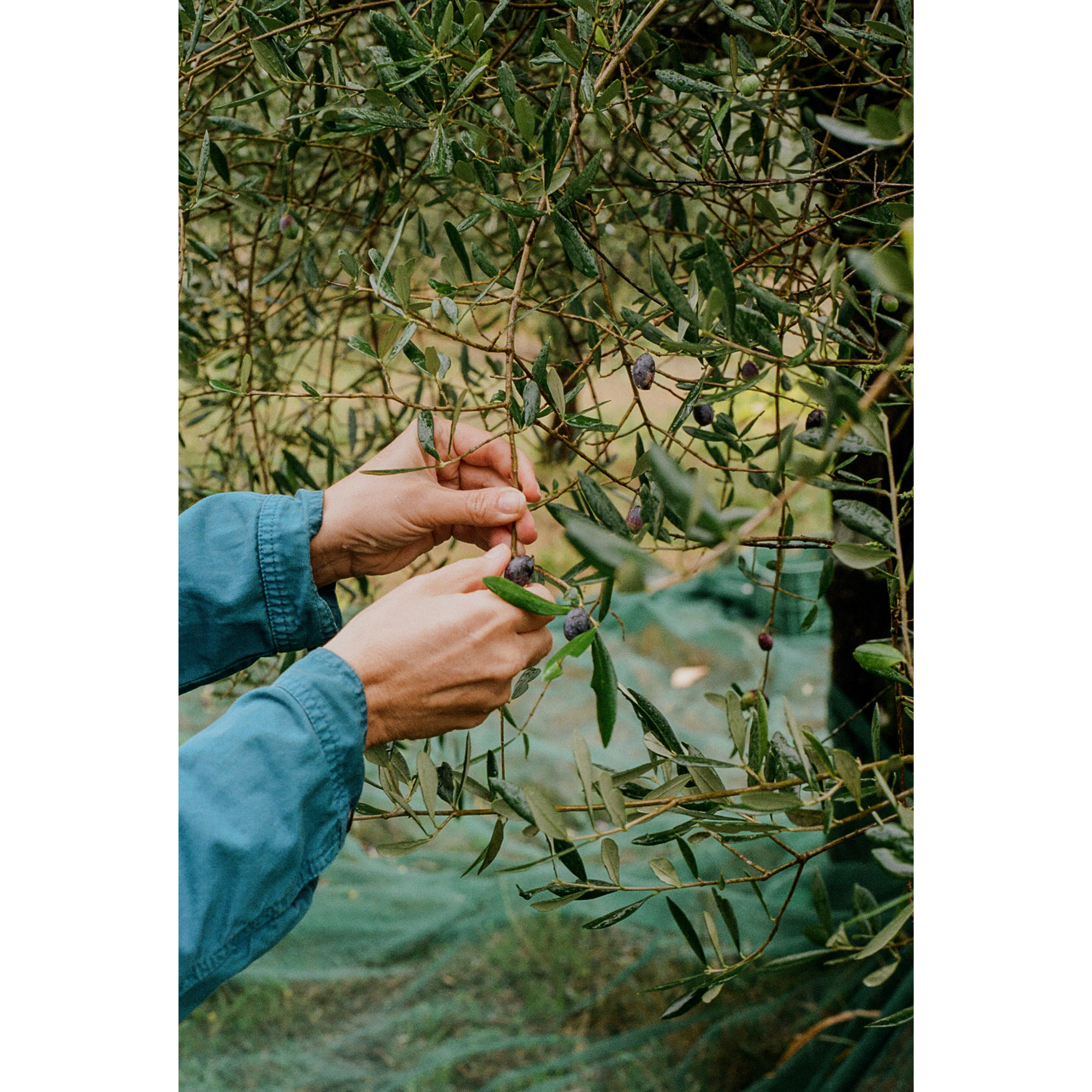 JRN 004 — Tuscany, Italy