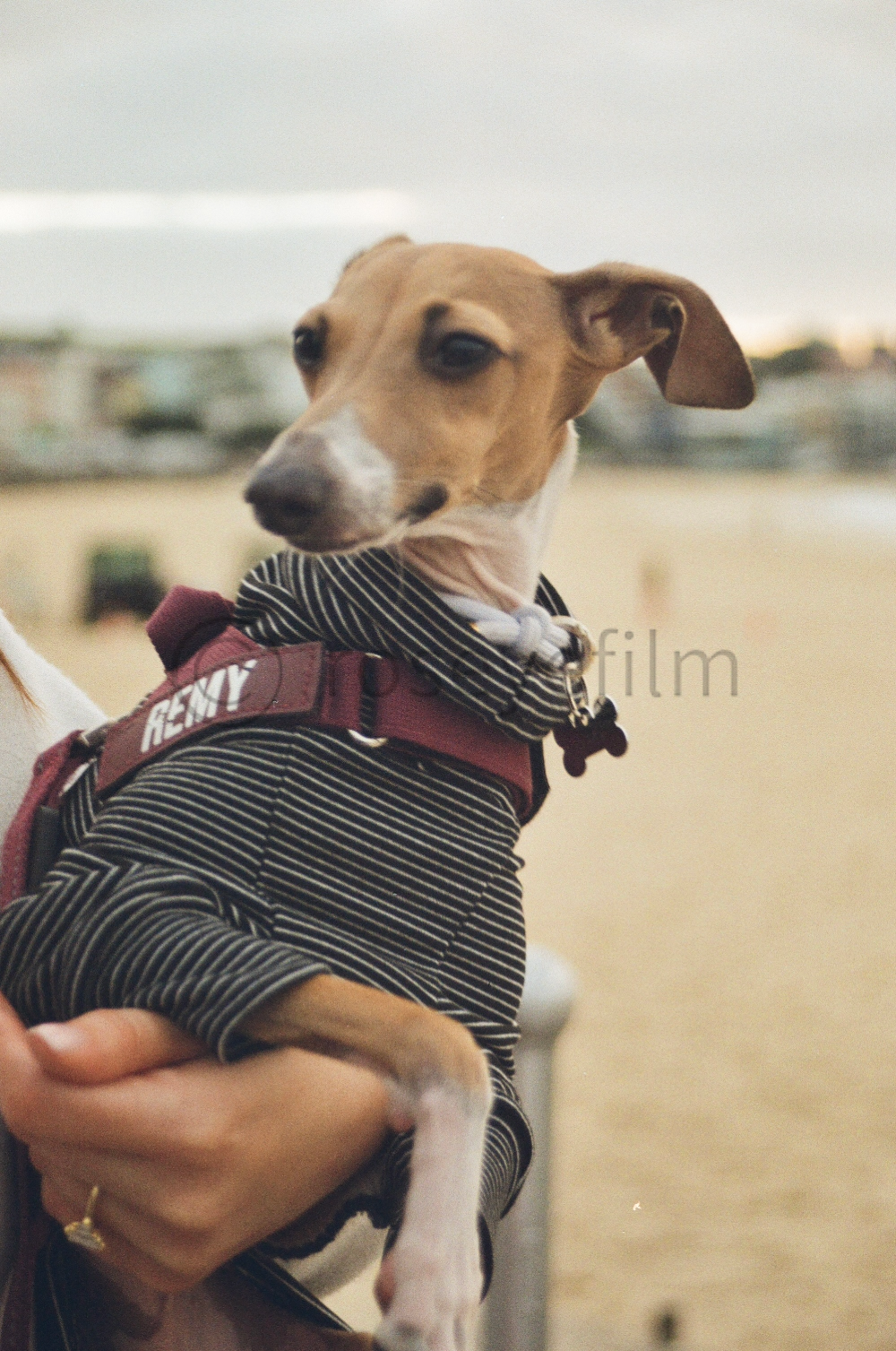 A dog wearing a striped shirt and a red harness with the word 'REMY' is being held by a person outdoors.