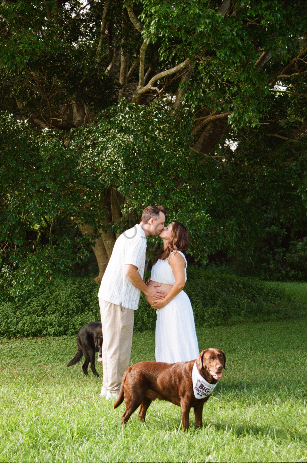 A couple is kissing outdoors under a large tree, with a pregnant woman in a white dress and two dogs nearby, one brown with a bandana and one black, in a grassy area.